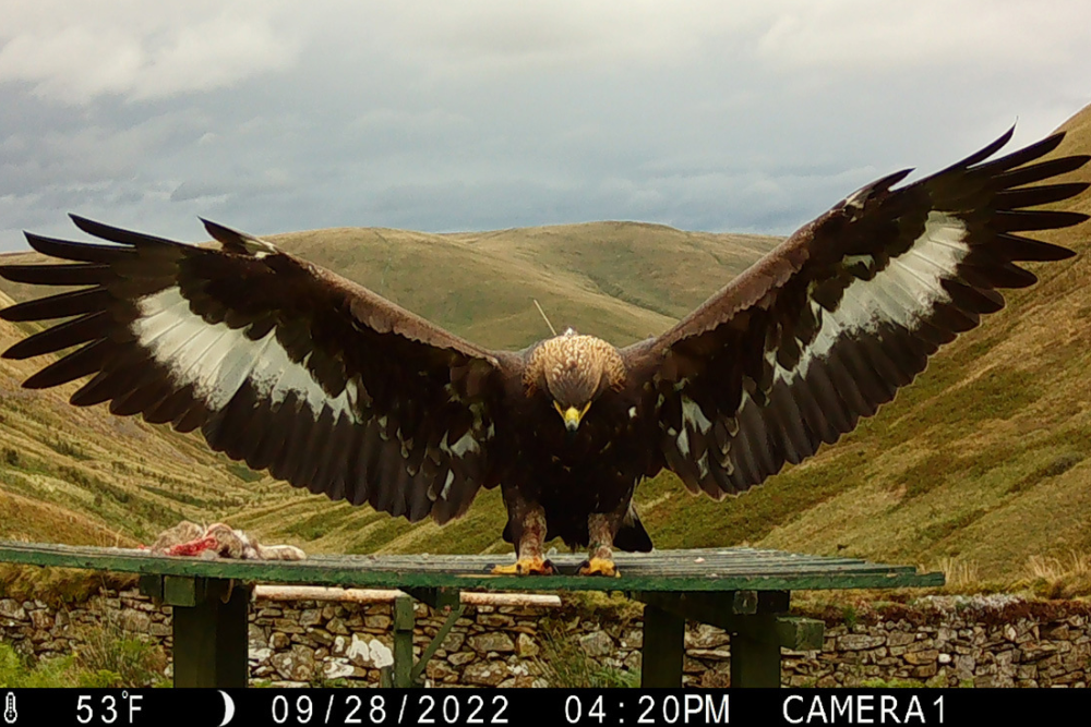 Police believe Merrick the Golden Eagle has come to harm after she disappeared from the Scottish Borders last month (South of Scotland Golden Eagle Project/PA)