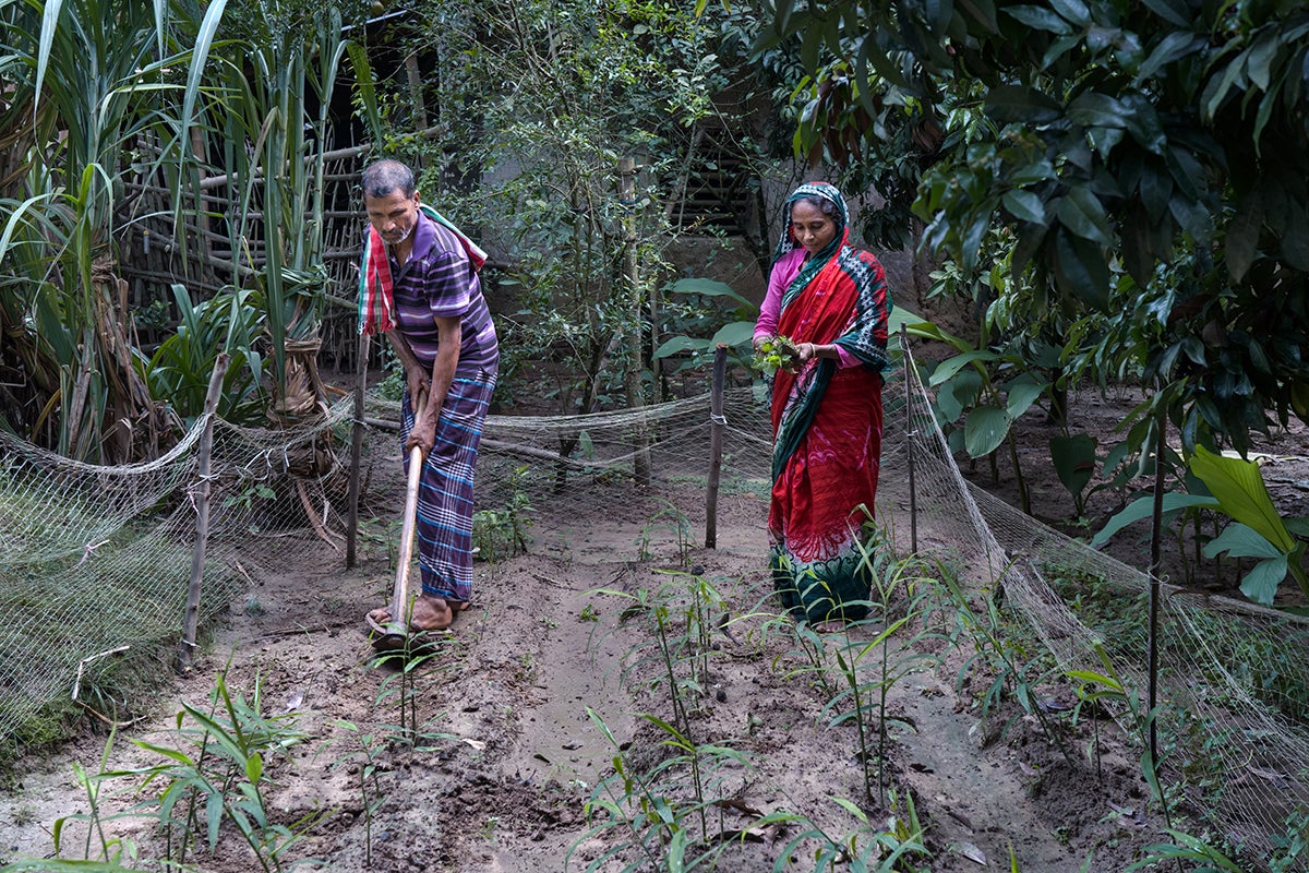 Gulshanara and Noab cultivate over 17 varieties of vegetables and spices throughout the year, while raising cattle, goats, poultry, fish and more