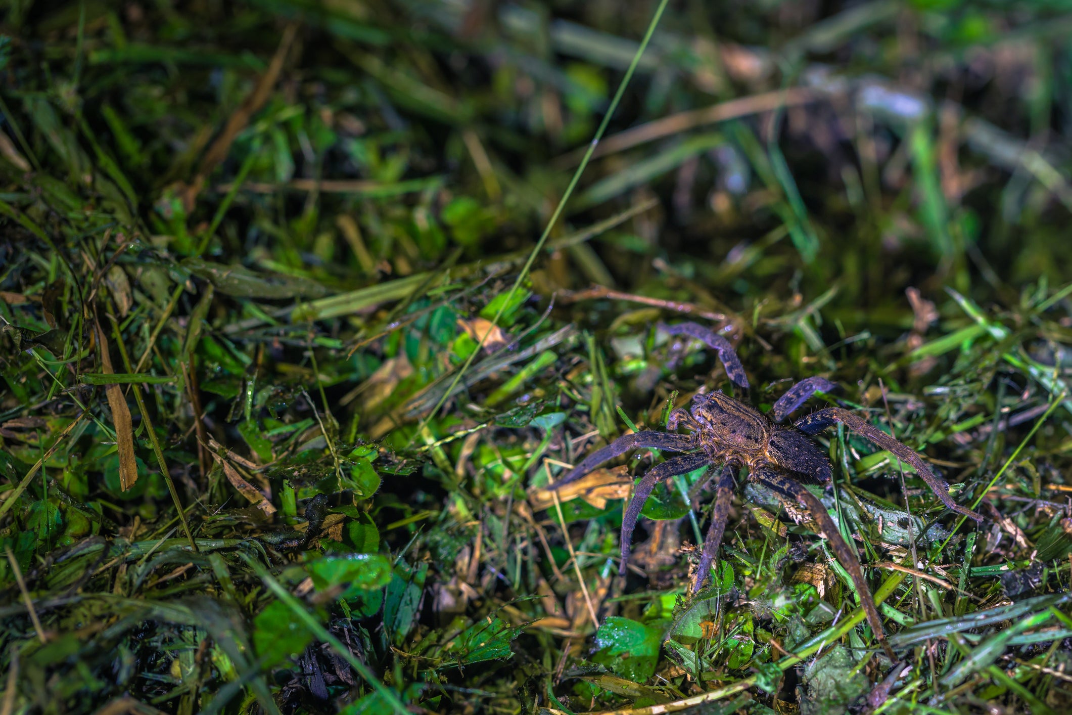 Peruvian wolf spiders are not often poisonous