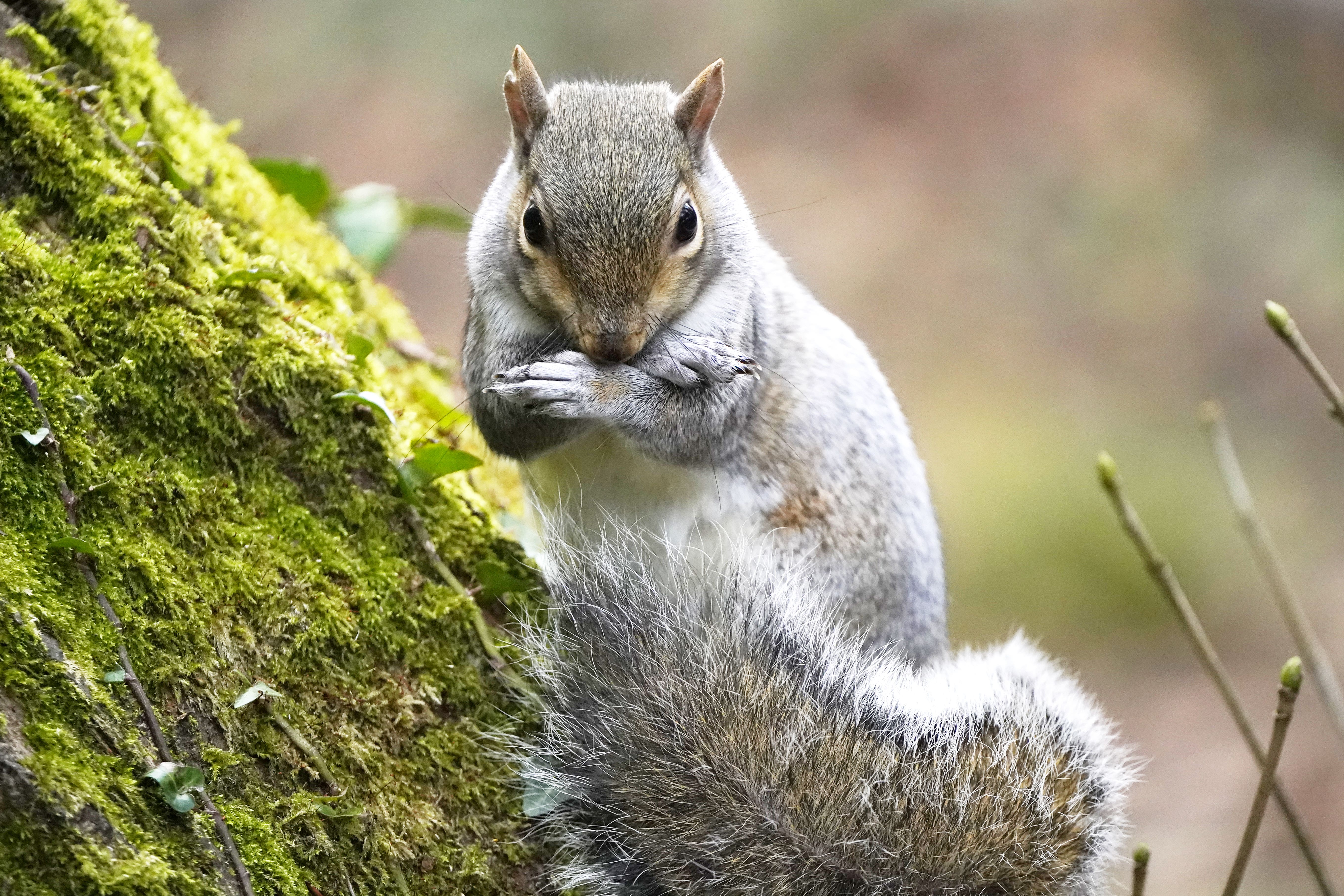 A grey squirrel in Bushy park Dublin (Niall Carson/PA)