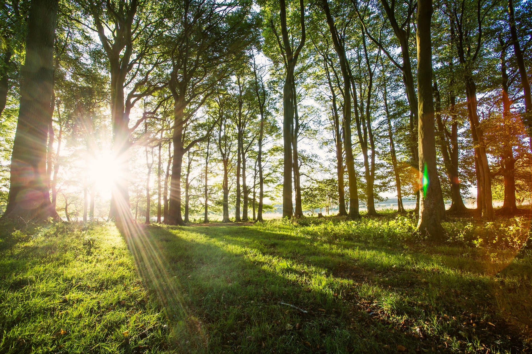 More than 23,000 trees are being planted across the South Downs National Park this winter as part of a scheme aimed at helping disease-hit woodlands flourish again (South Downs National Park Authority/PA)