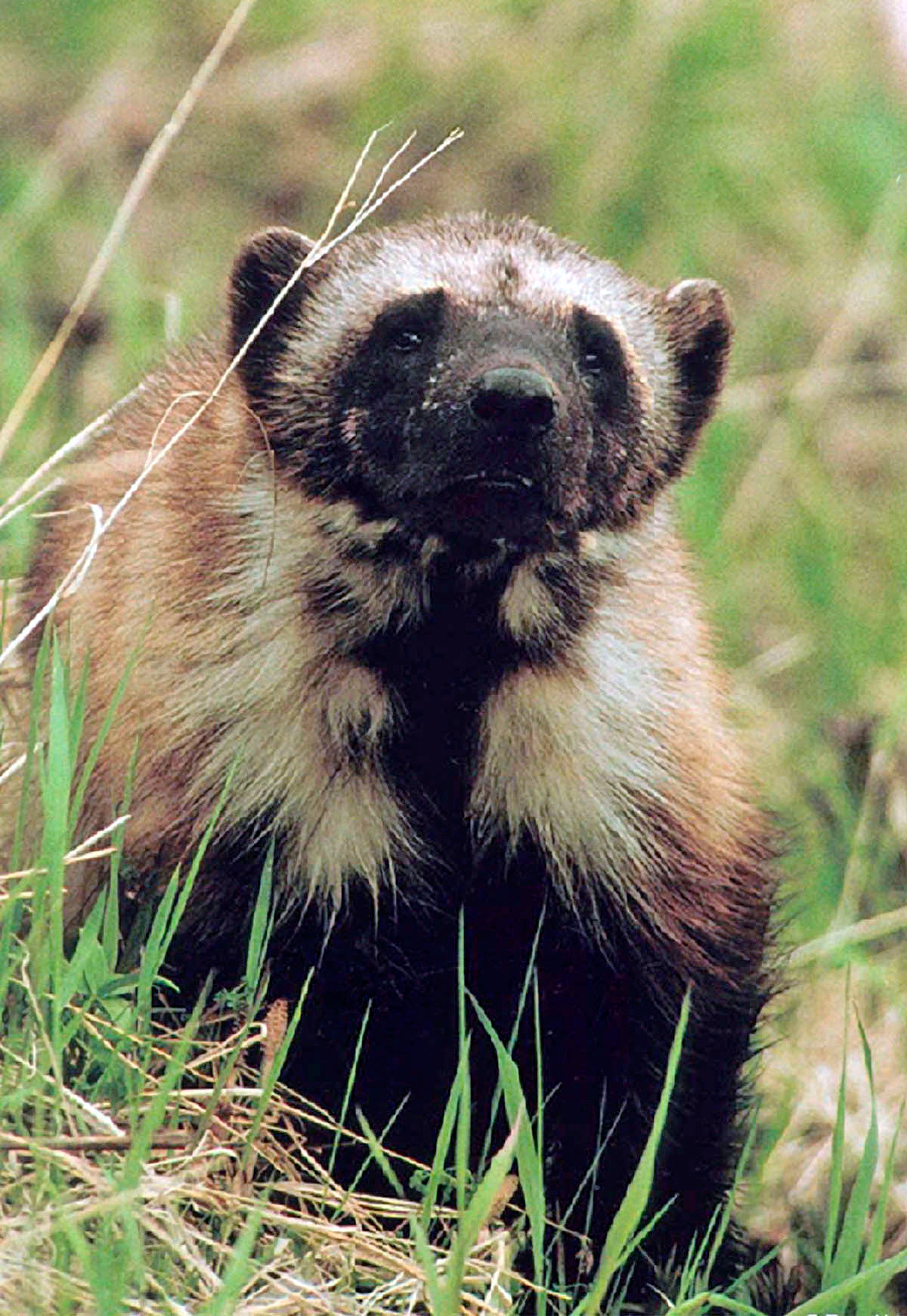 Wolverines could face extinction unless they can get government protection