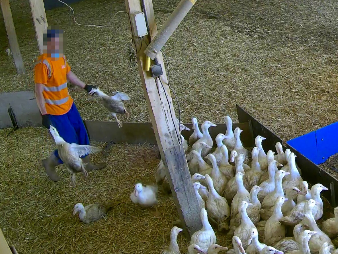 The footage shows ducks being carried by their beaks or necks