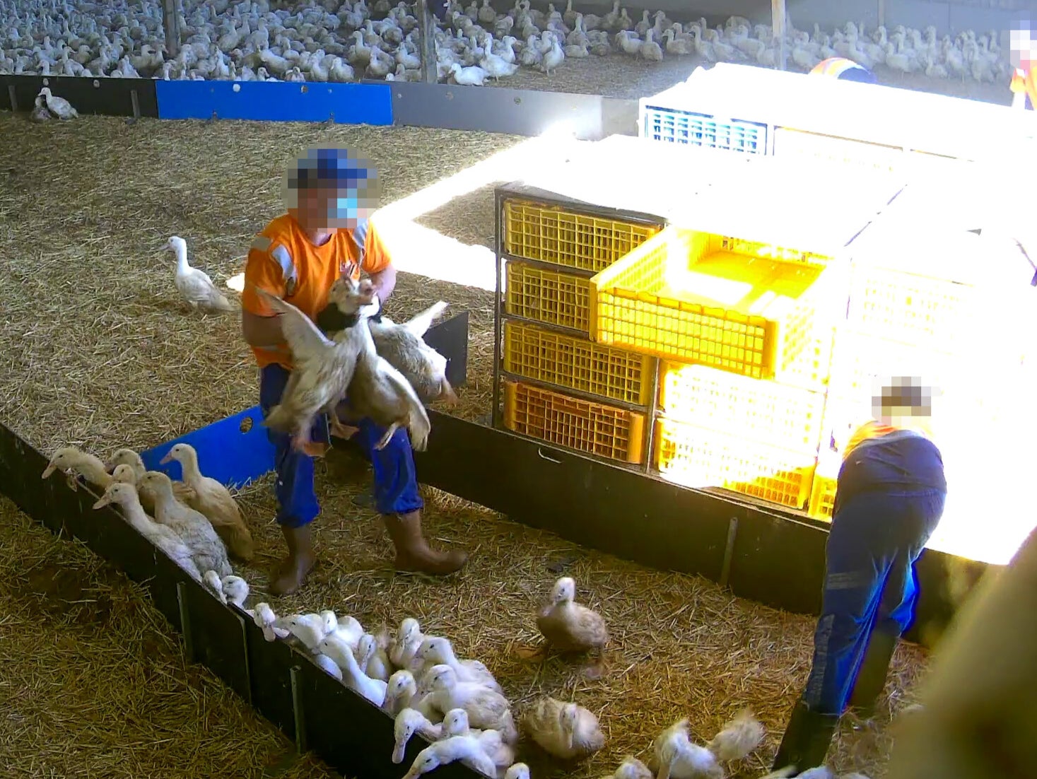 A worker carries three ducks by their necks at once