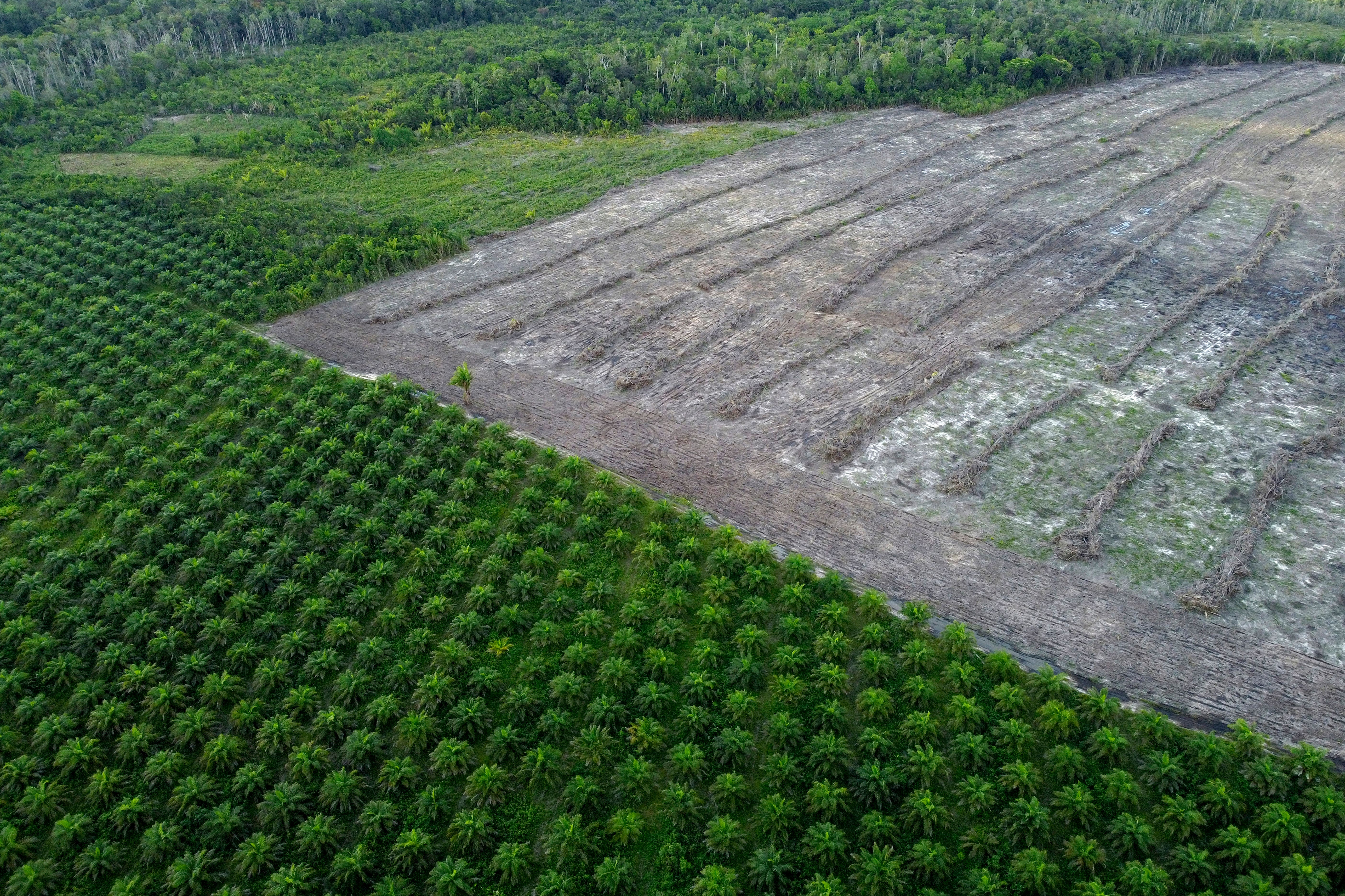 Brazil saw deforestation levels skyrocket during Jair Bolsonaro’s presidency (Eraldo Peres/AP)