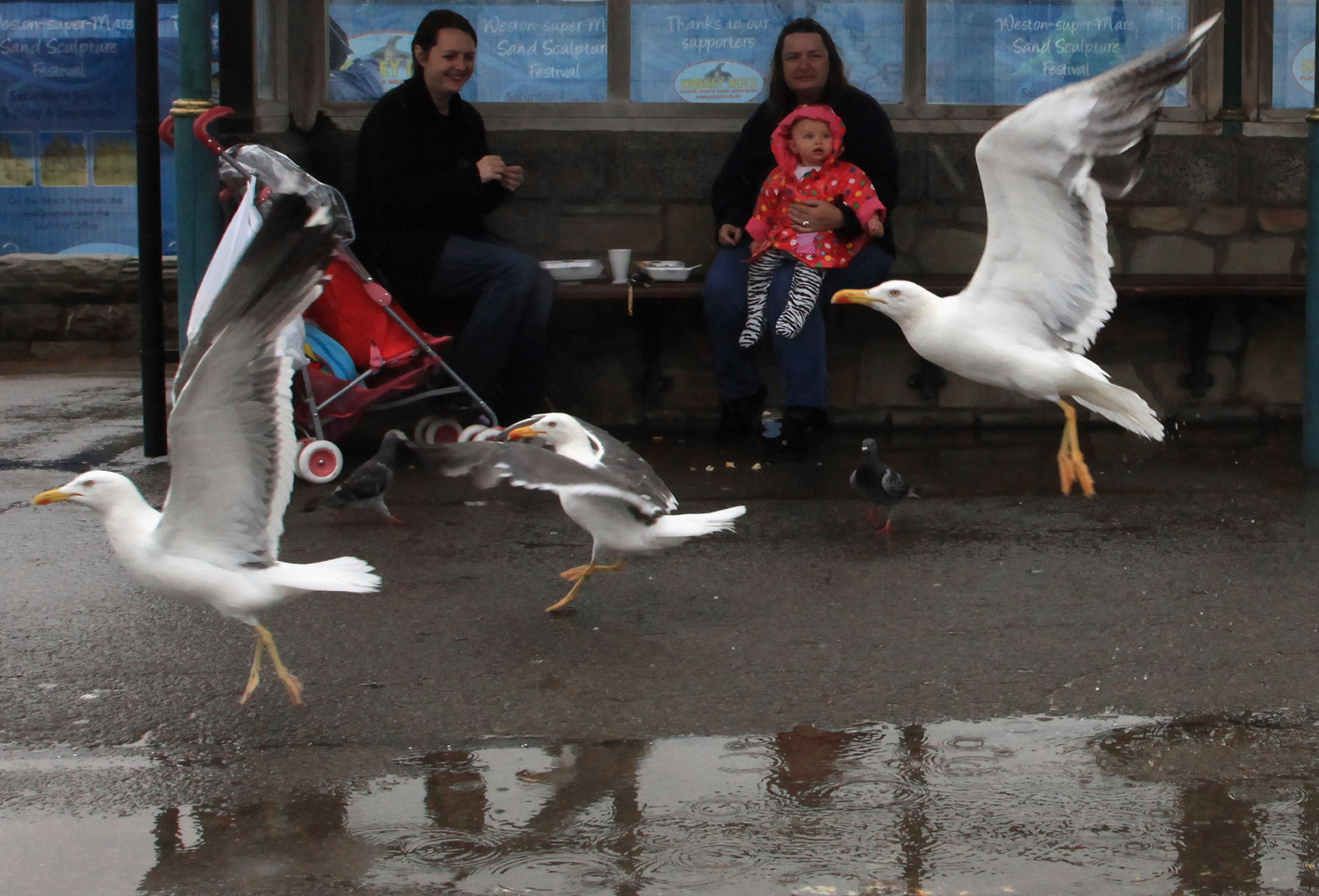 The gulls can be confident enough to swoop down and steal food from tourists