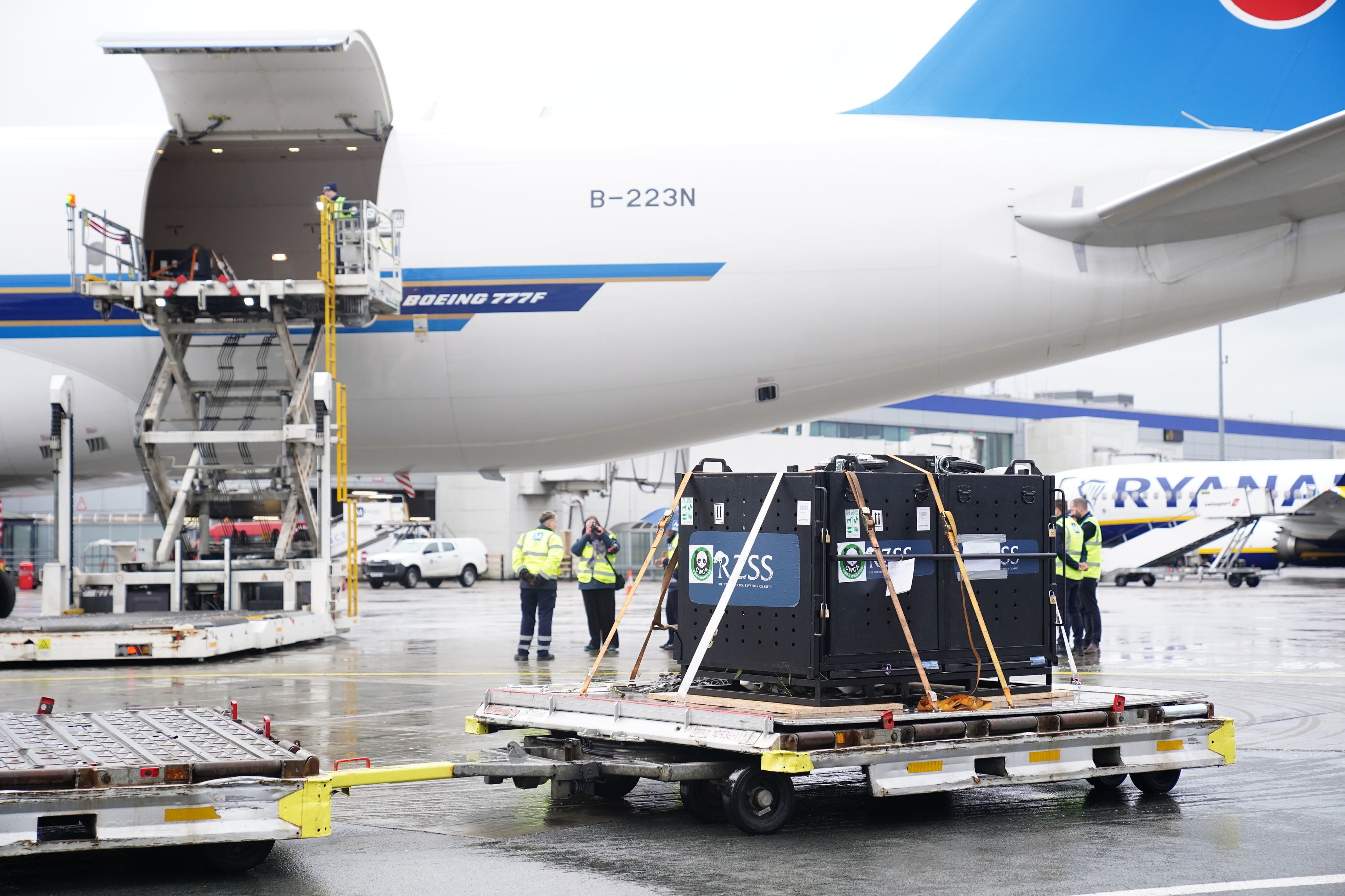 The pandas’ special crates were loaded onto a charter jet