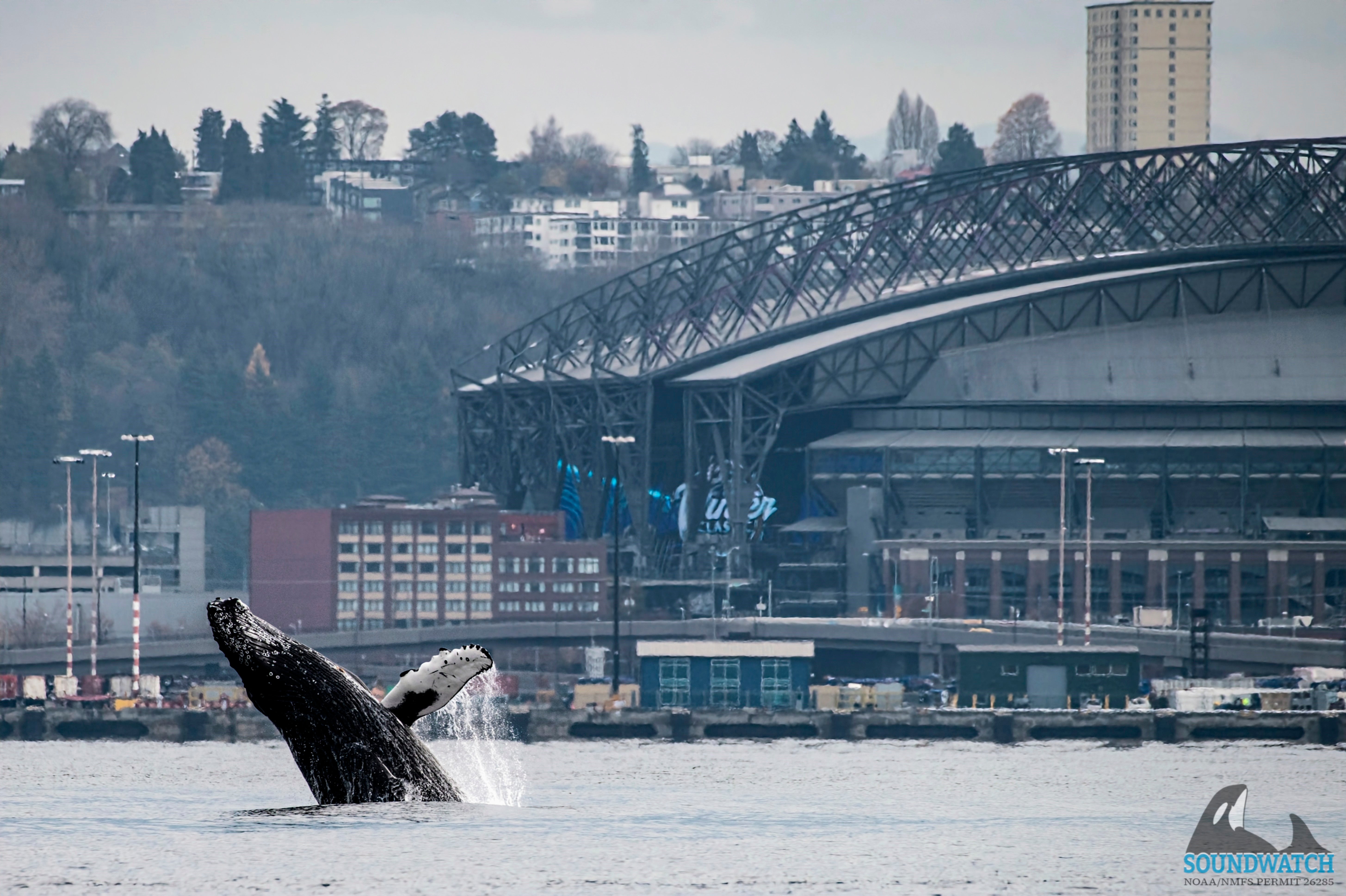 Seattle Breaching Humpback