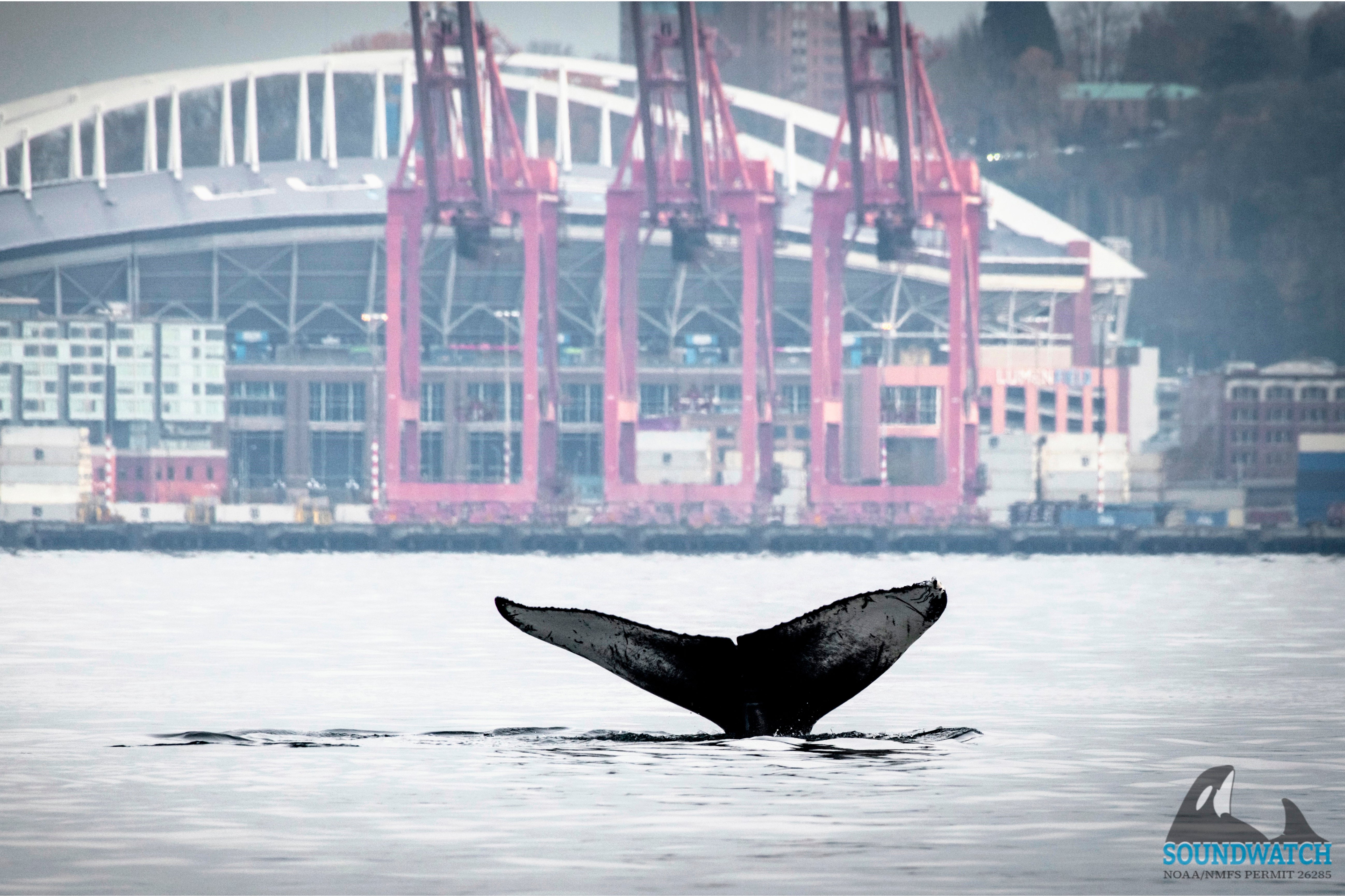 Seattle Breaching Humpback