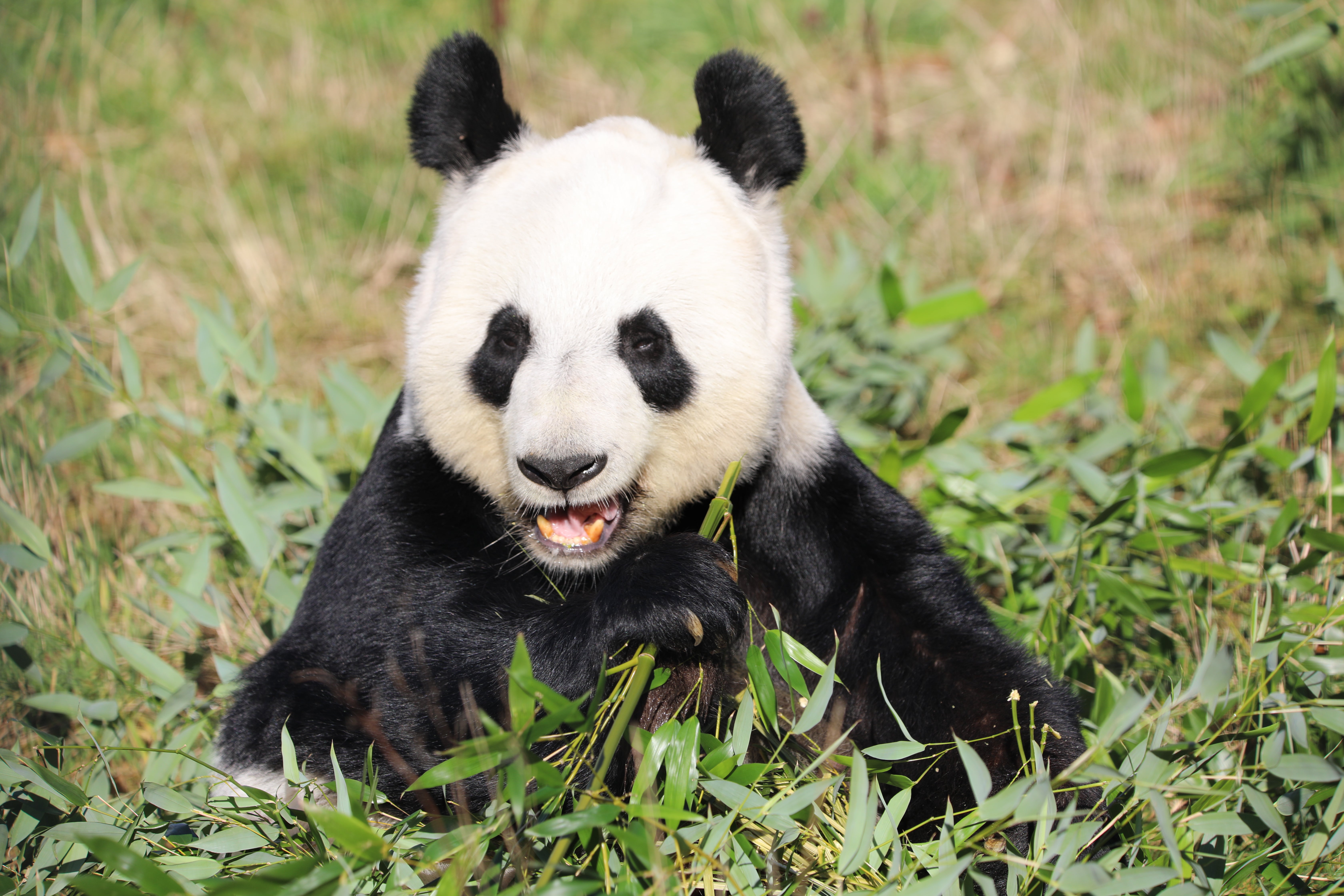 Tian Tian at the zoo