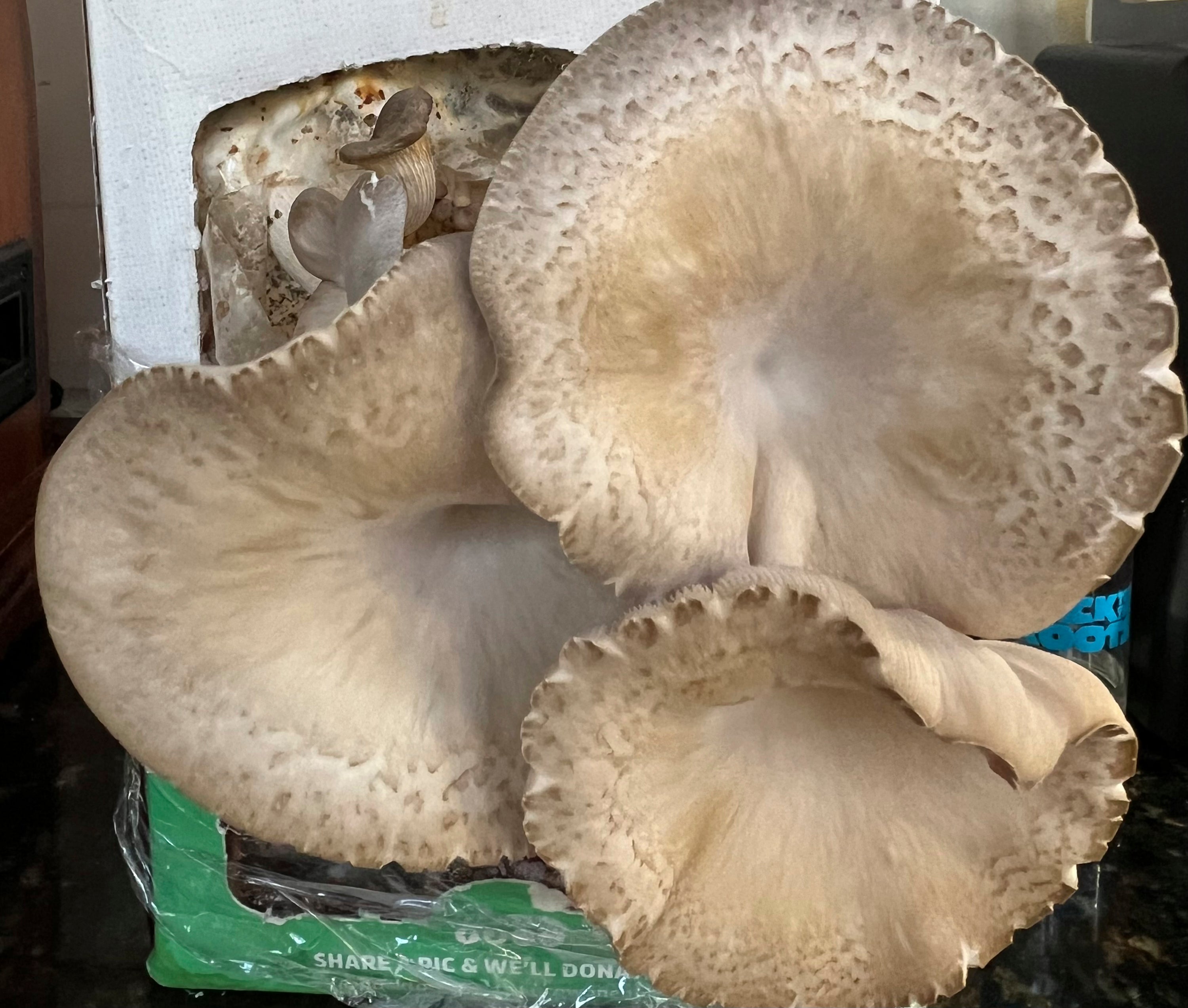 Gardening-Growing Mushrooms