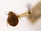 Scientists identify key shift that led to huge rise in bedbugs