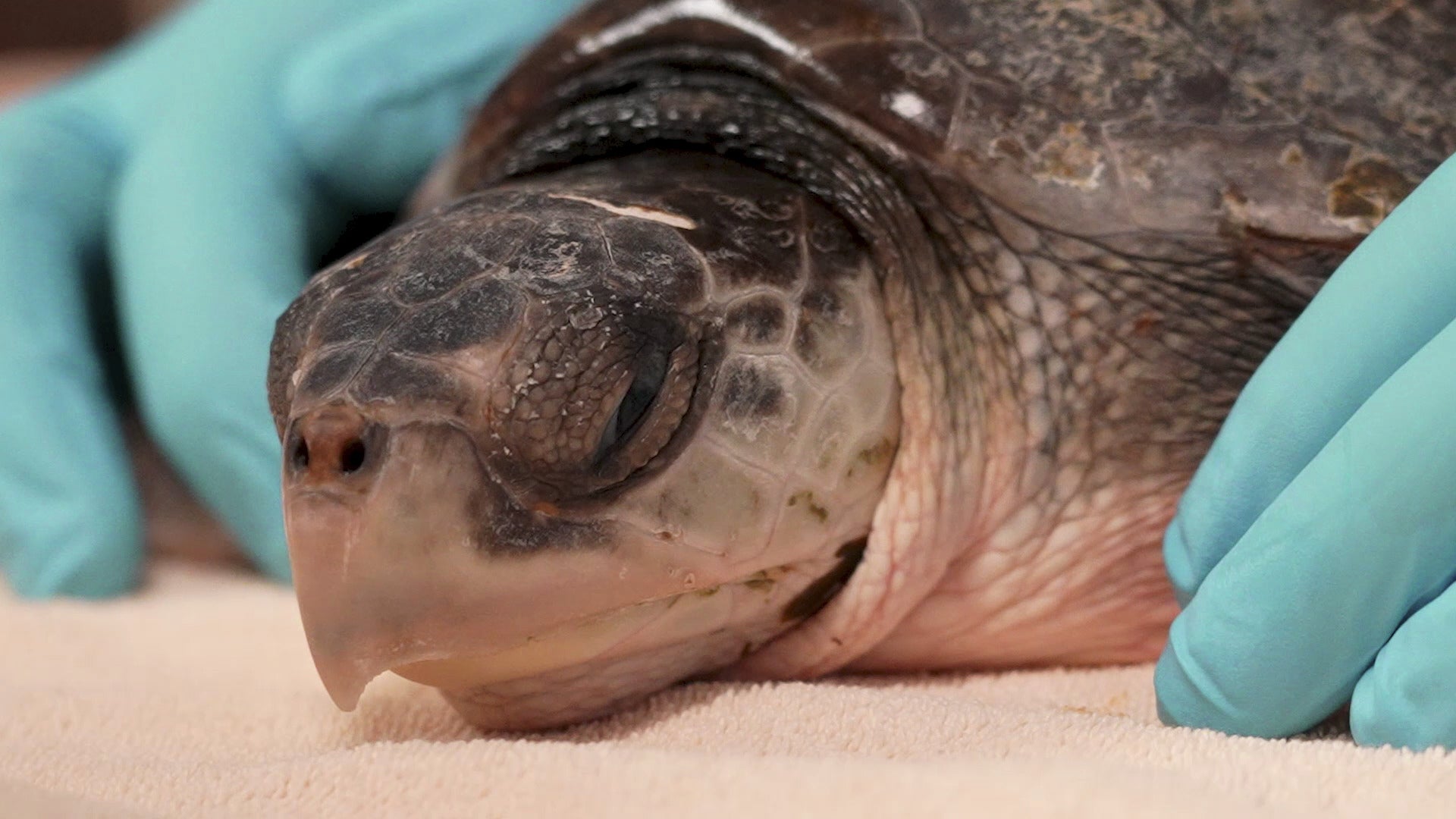 US Sea Turtle Rescue