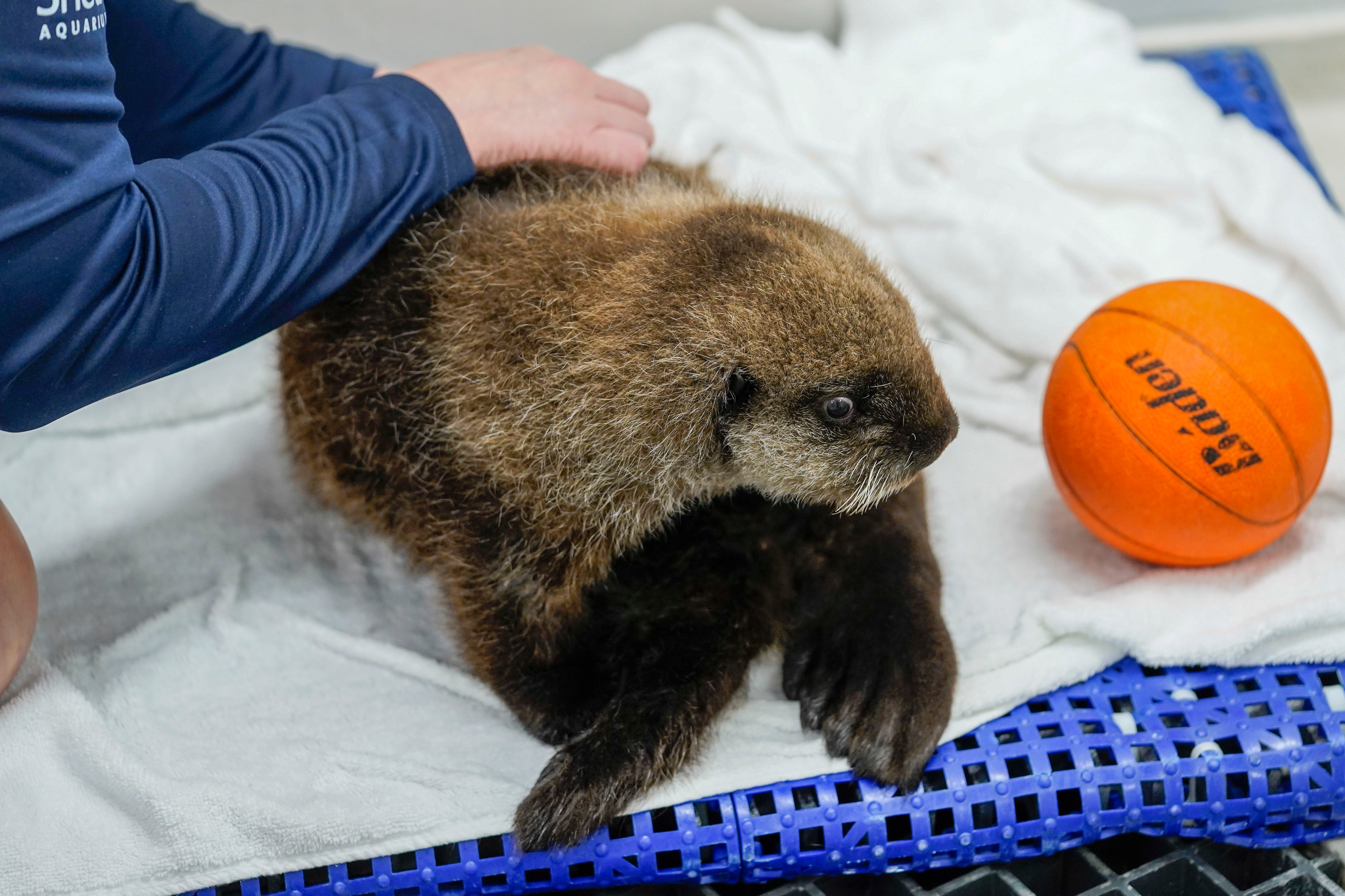 Chicago Sea Otter Rescue