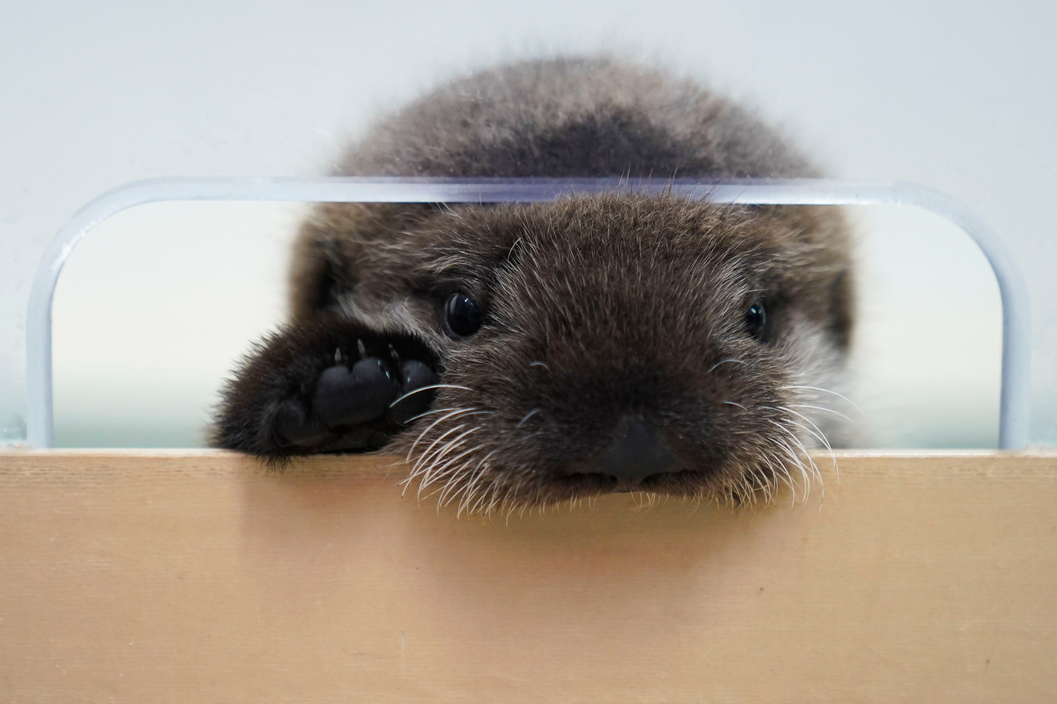 Chicago Sea Otter Rescue