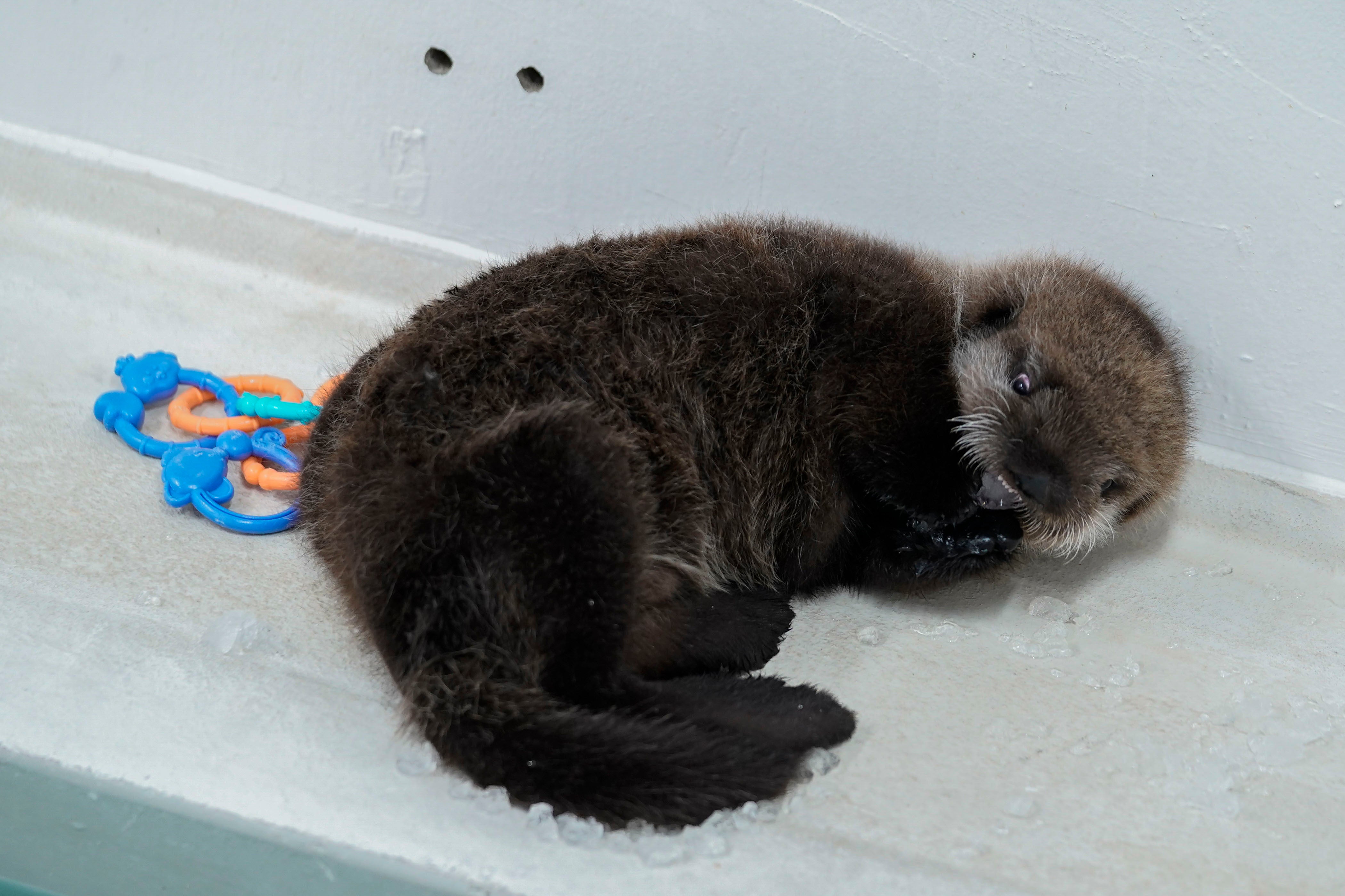 Chicago Sea Otter Rescue