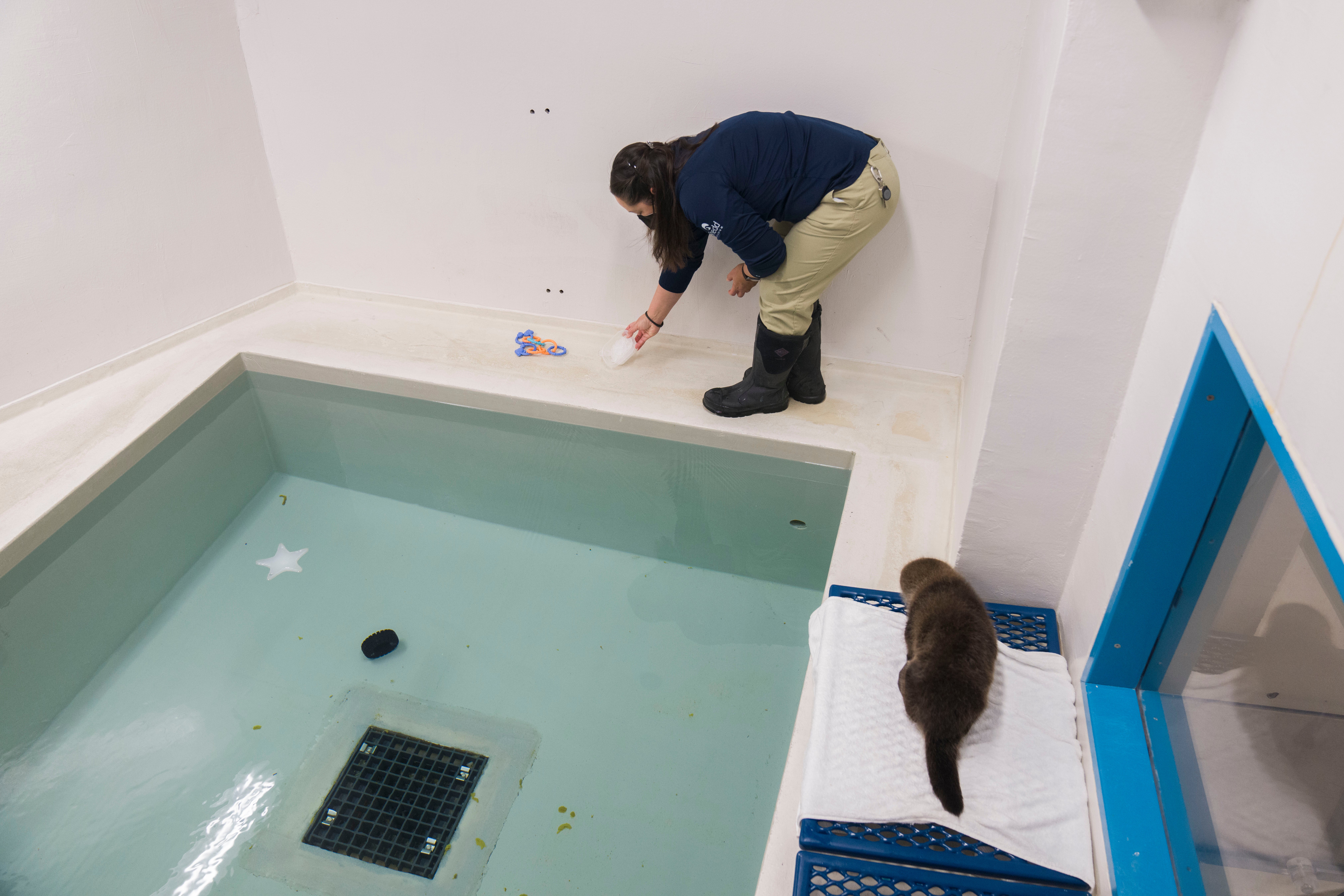 Chicago Sea Otter Rescue