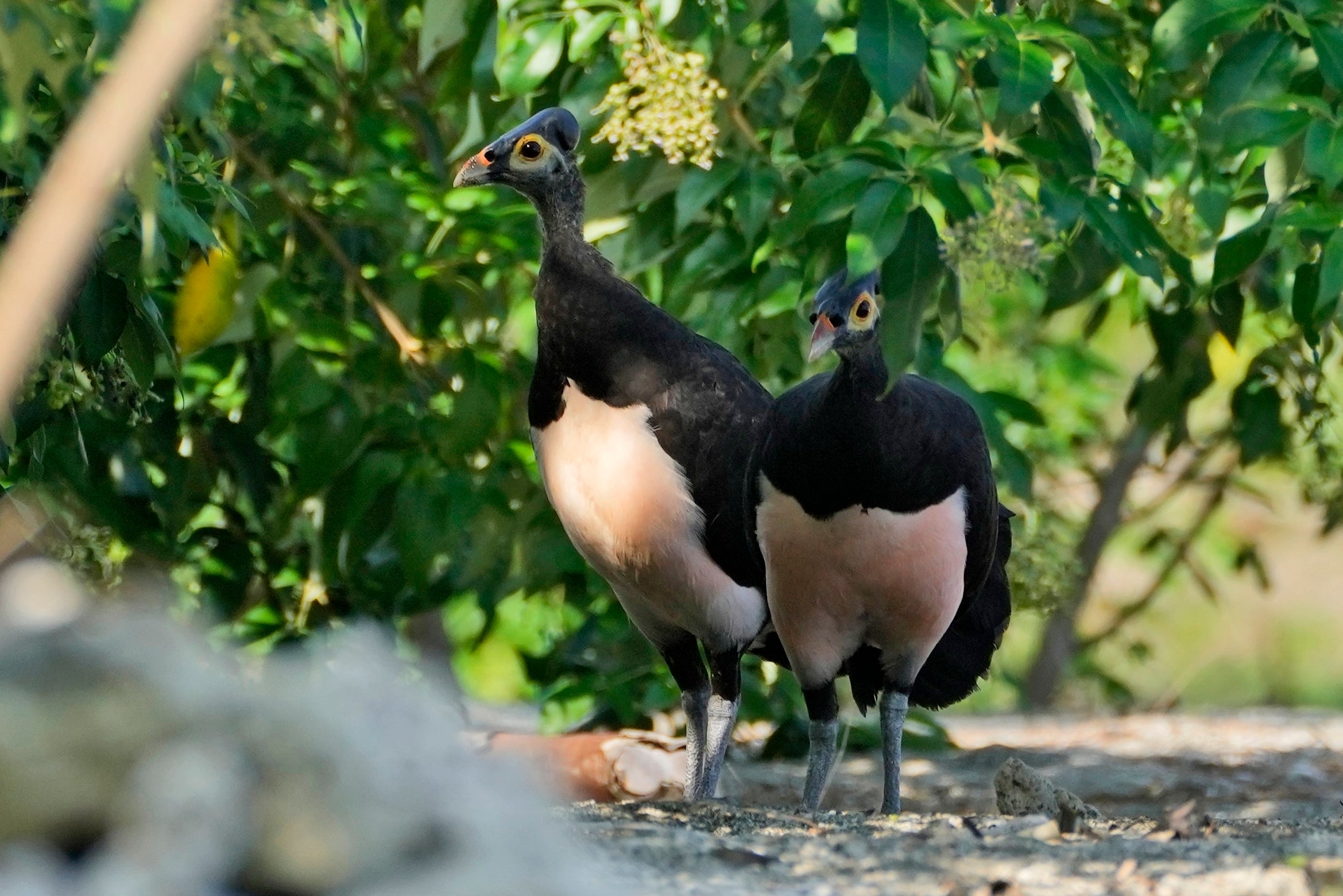Indonesia Maleo