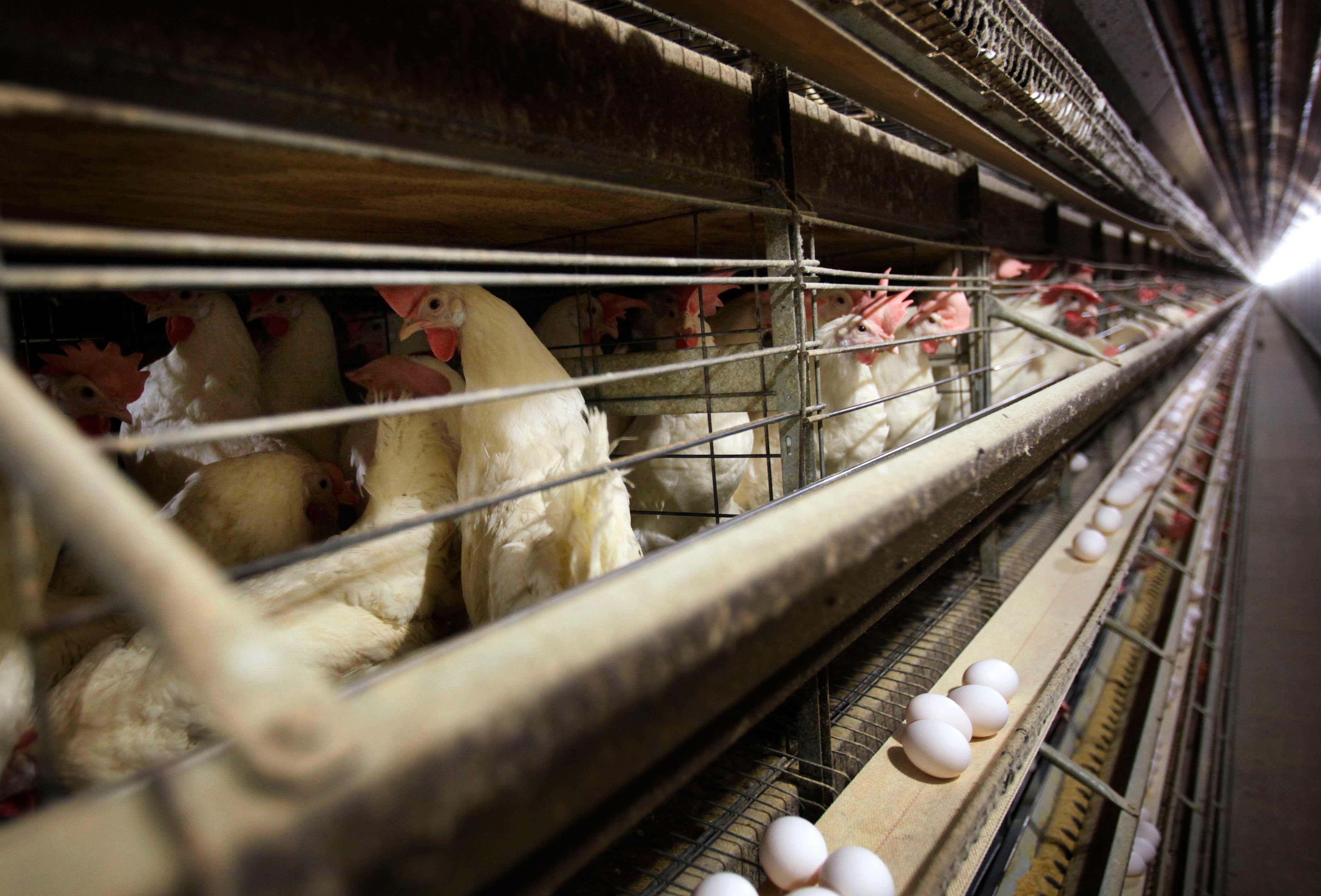 File photo of chickens in cages