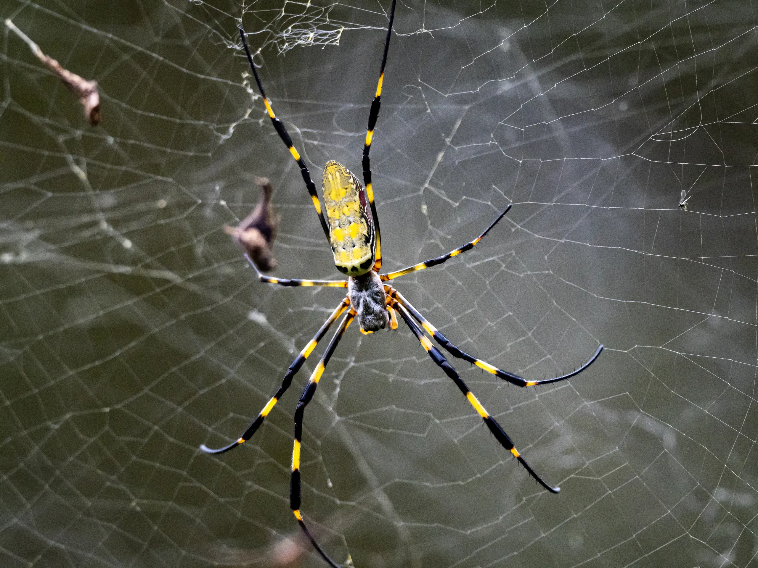 Joro spiders are relatively shy and will try to avoid human homes