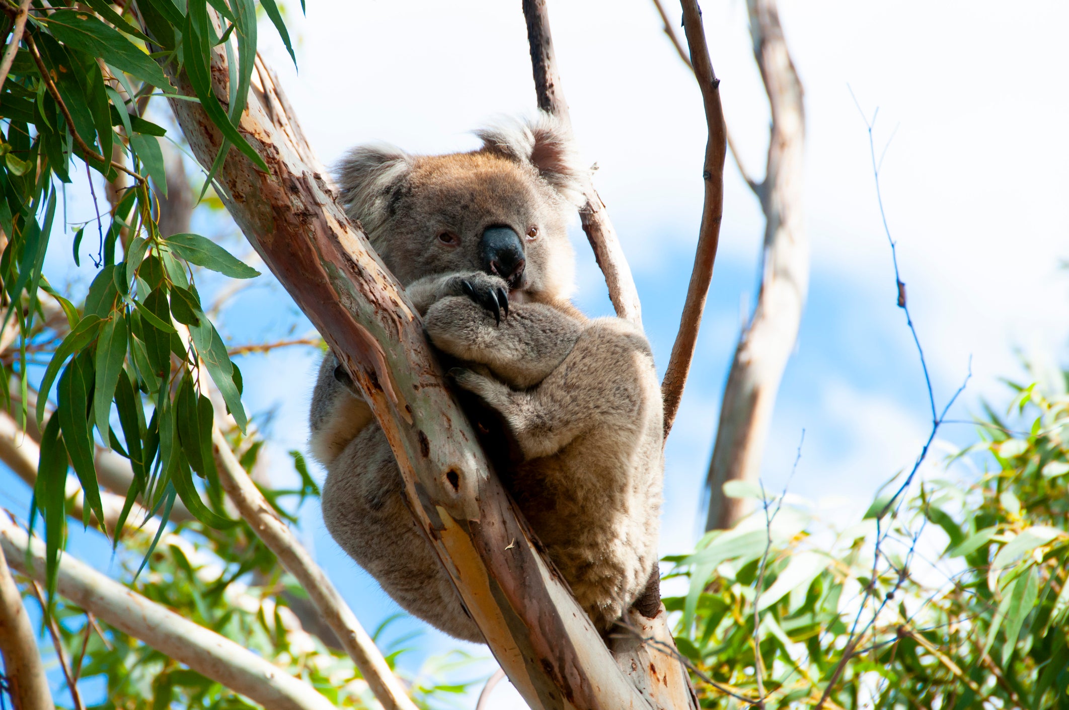 Seek whale sharks, kangaroos and quokkas on the ultimate safari down under