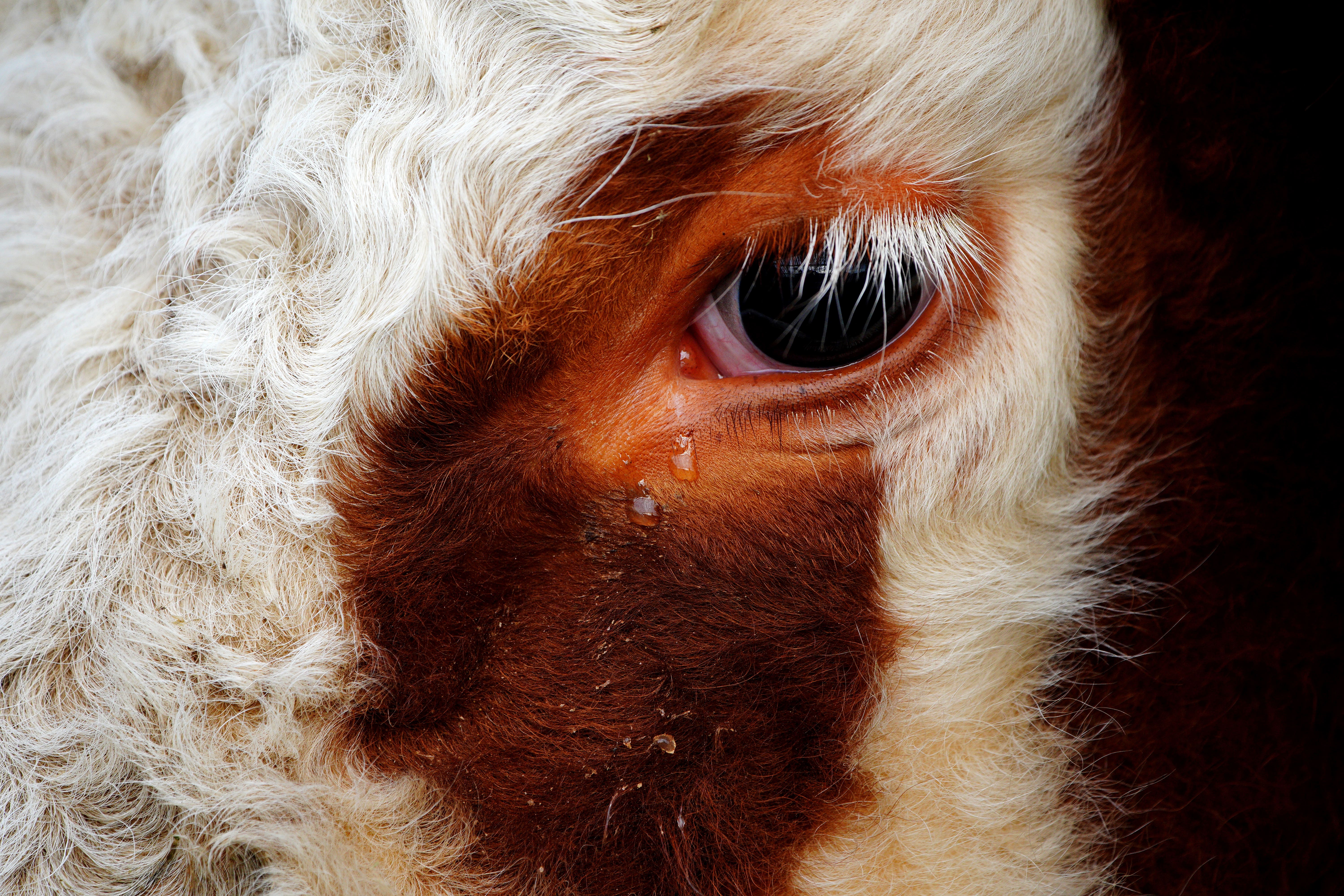 Beef is a particularly high-emitting source of protein (Ben Birchall/PA)