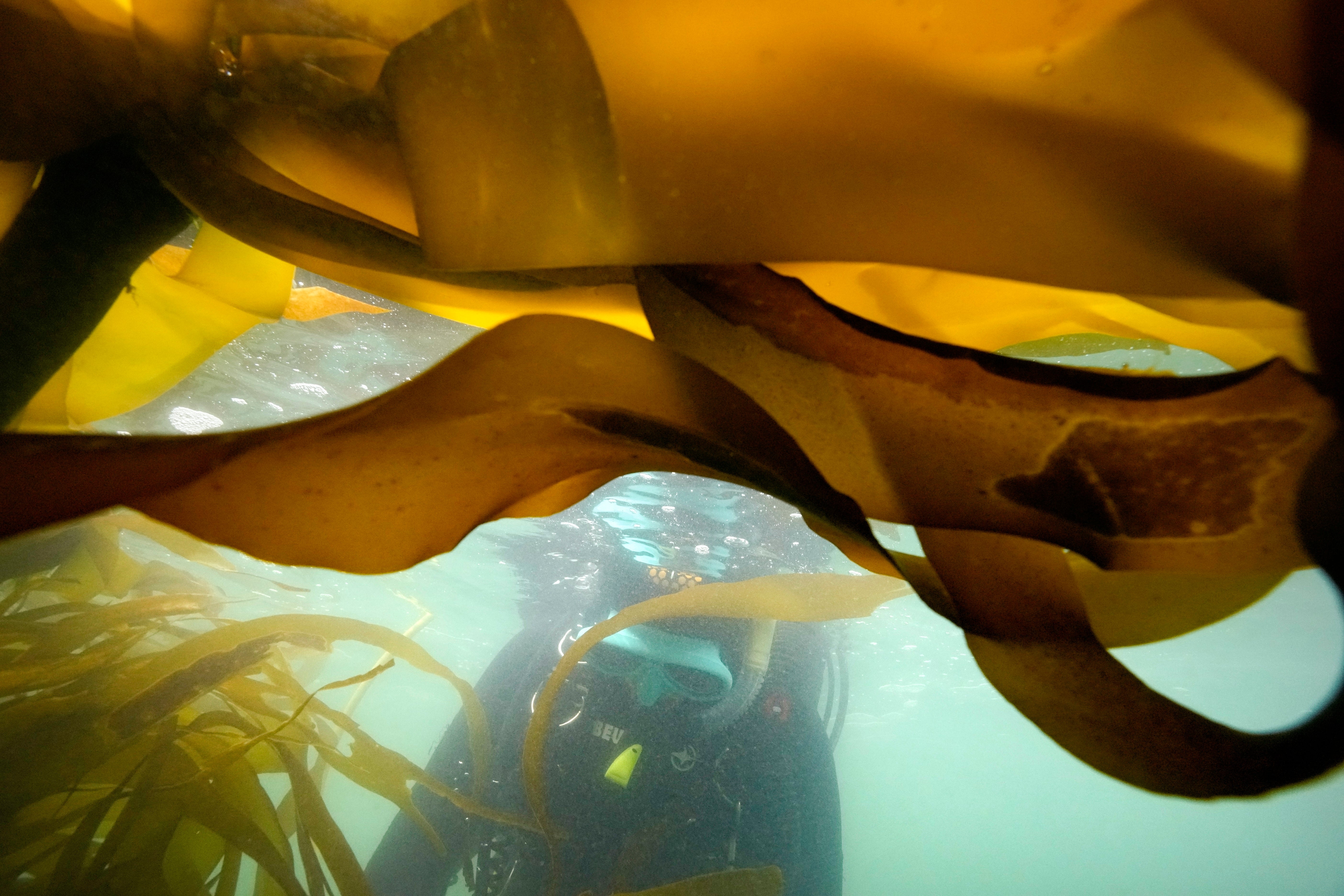 COP28 Climate Saving Kelp Forests