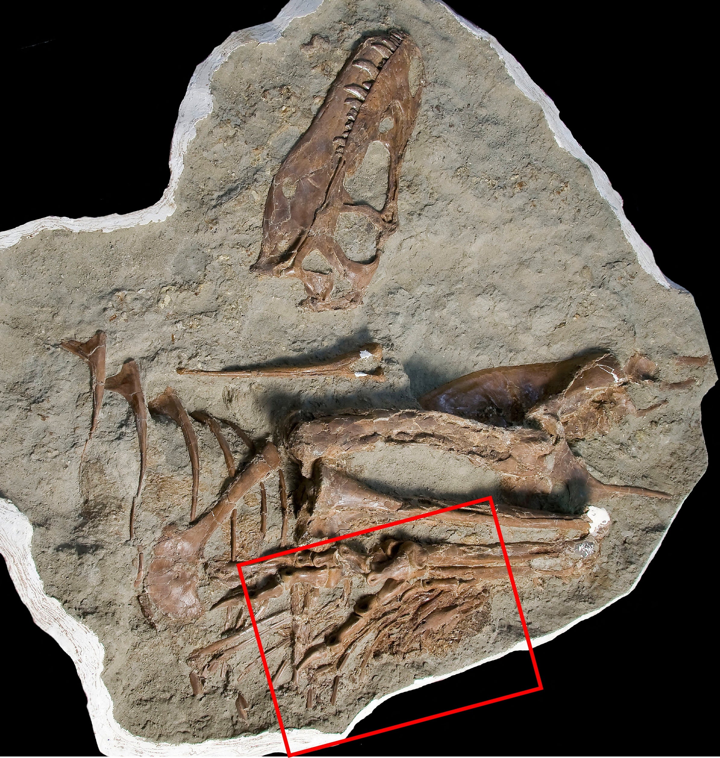 The fossilized 75-million-year-old skeleton of a juvenile gorgosaurus, with the highlighted remains of two small citipes