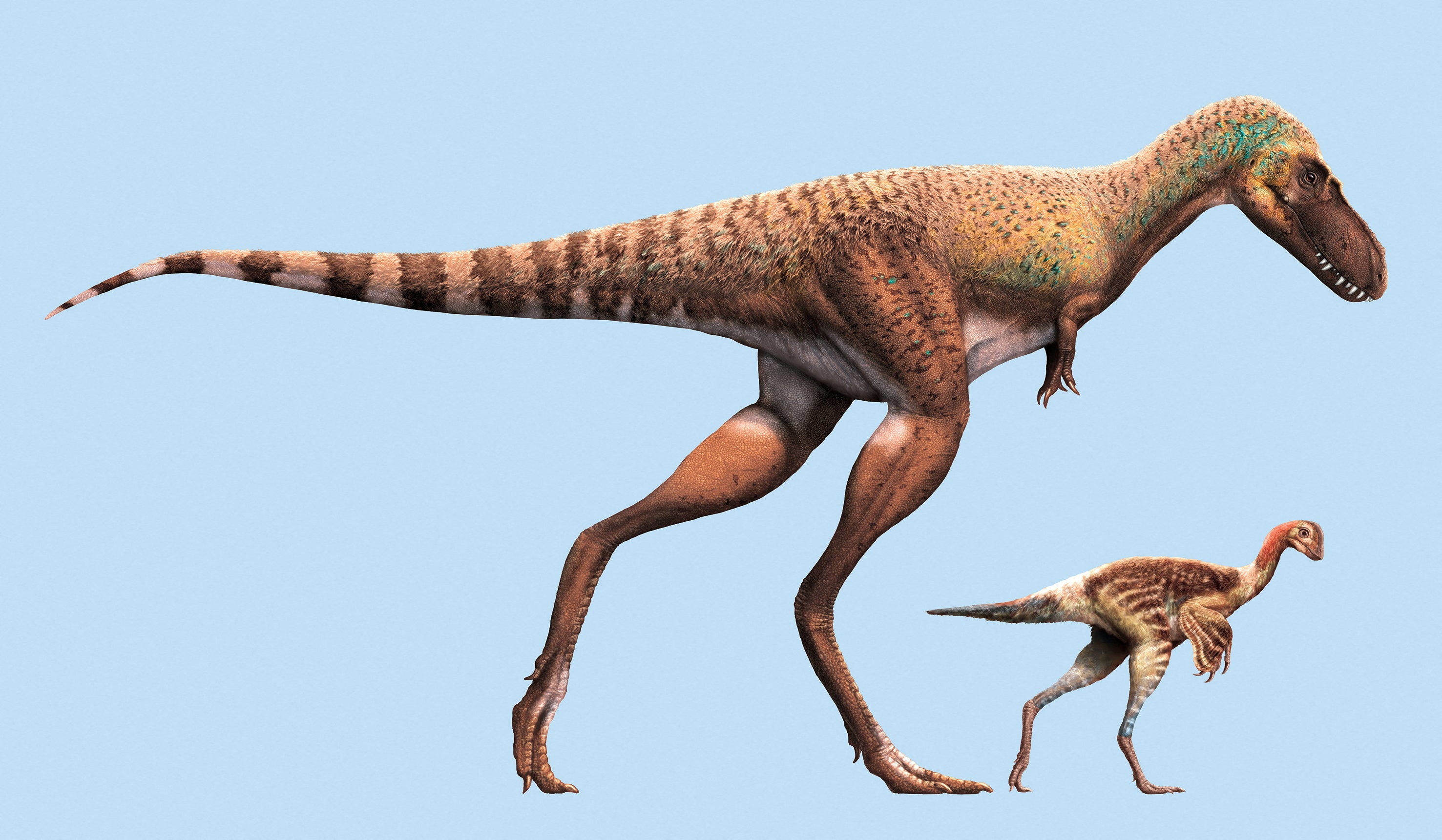 A juvenile gorgosaurus and a citipes, a small feathered, bird-like dinosaur