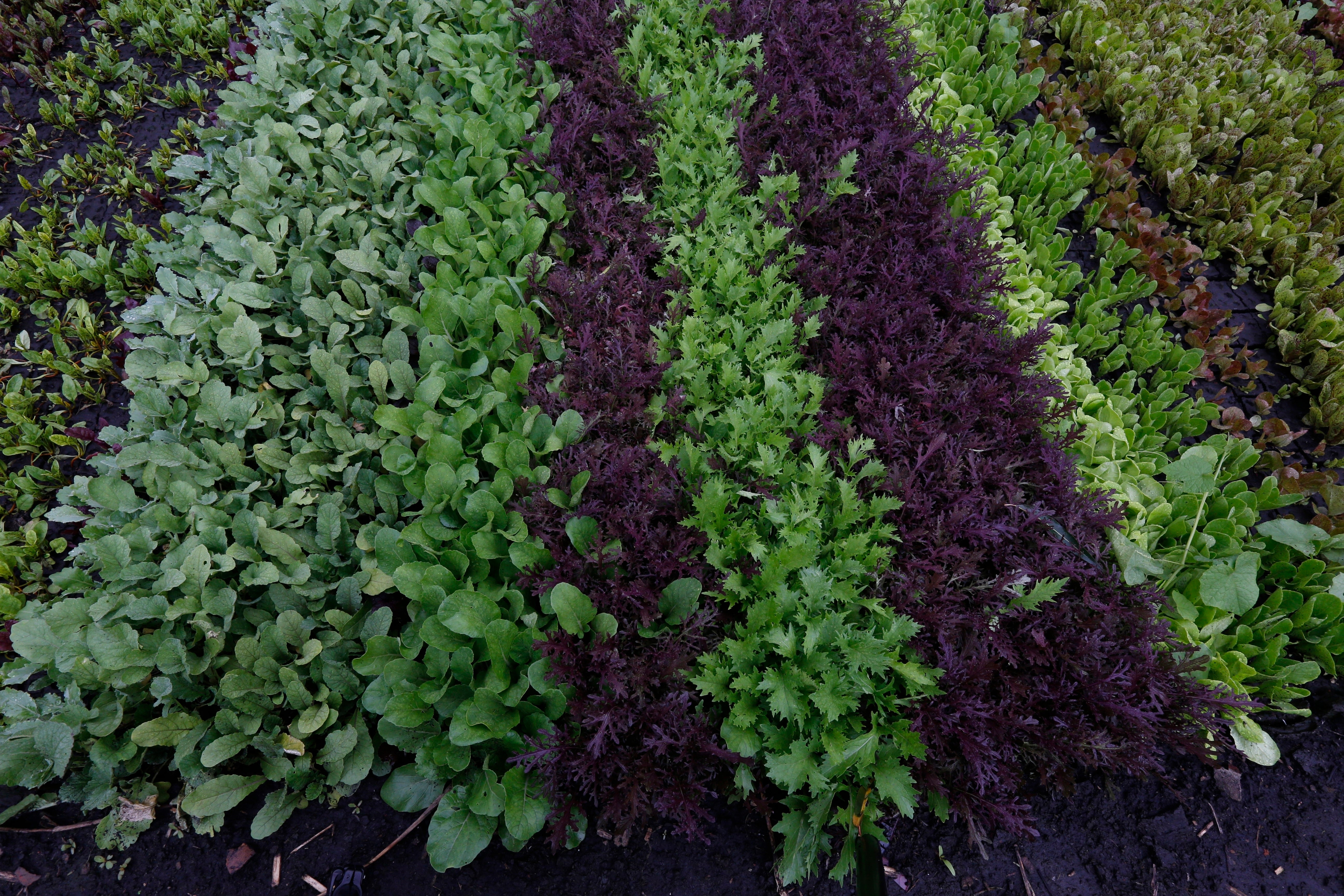 A variety of lettuce grows on a floating farm known as a chinampa in Xochimilco, Mexico City