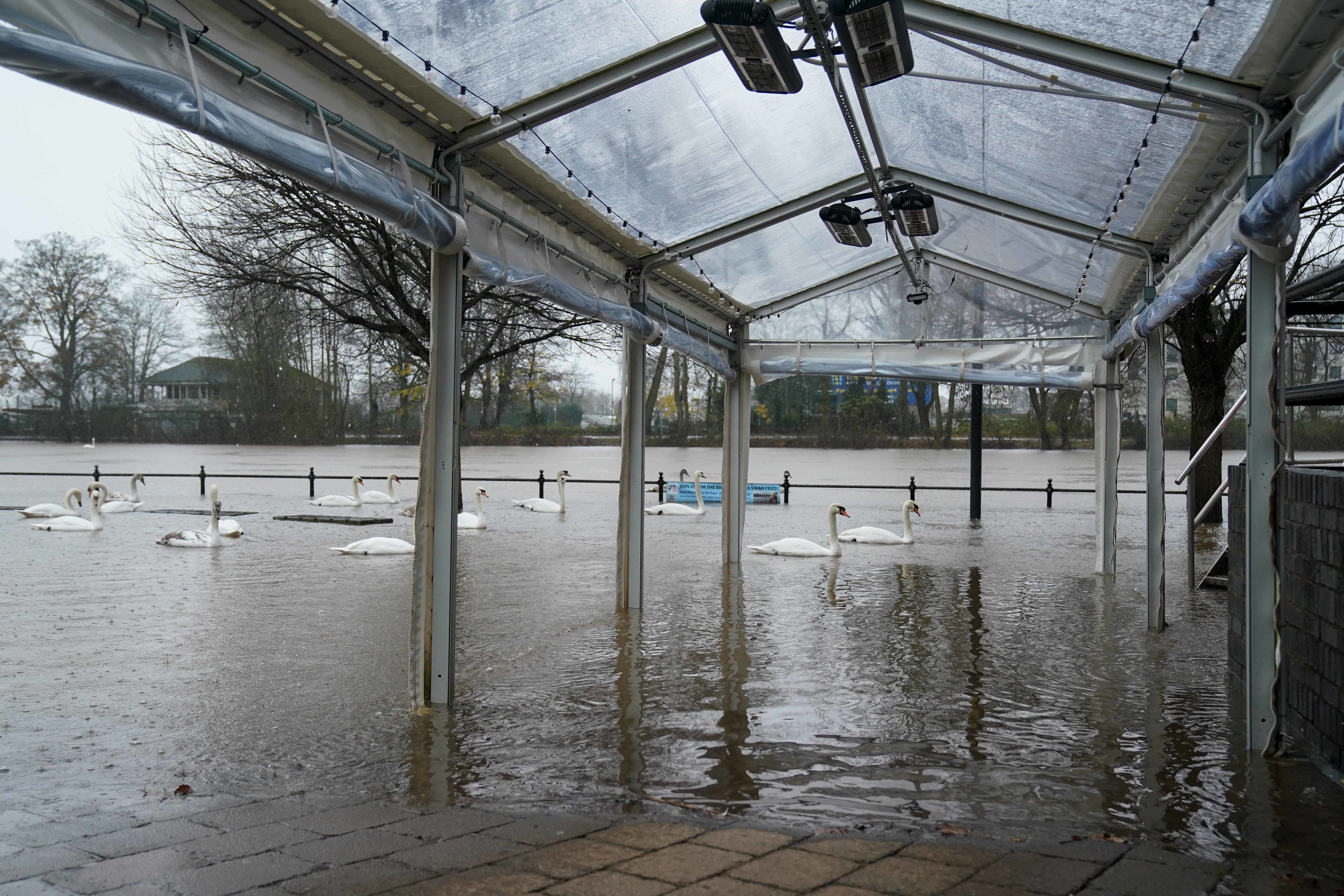 Swans were able to swim along the pavement after the river Severn flooded in Worcester