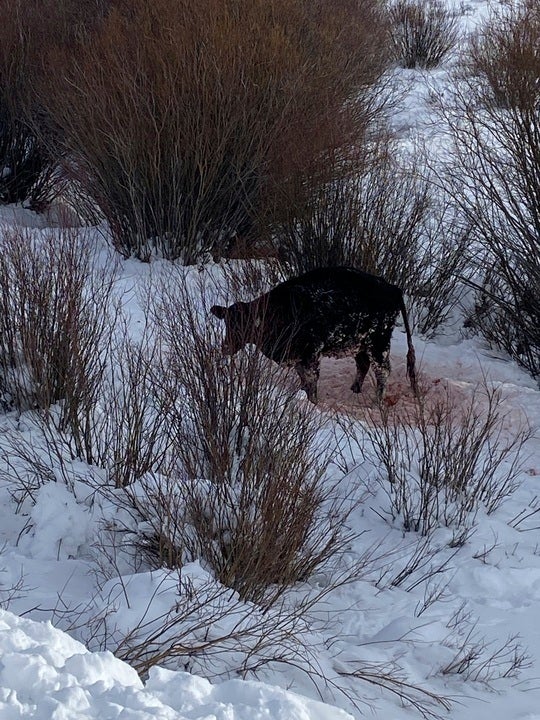 Gray Wolves-Colorado