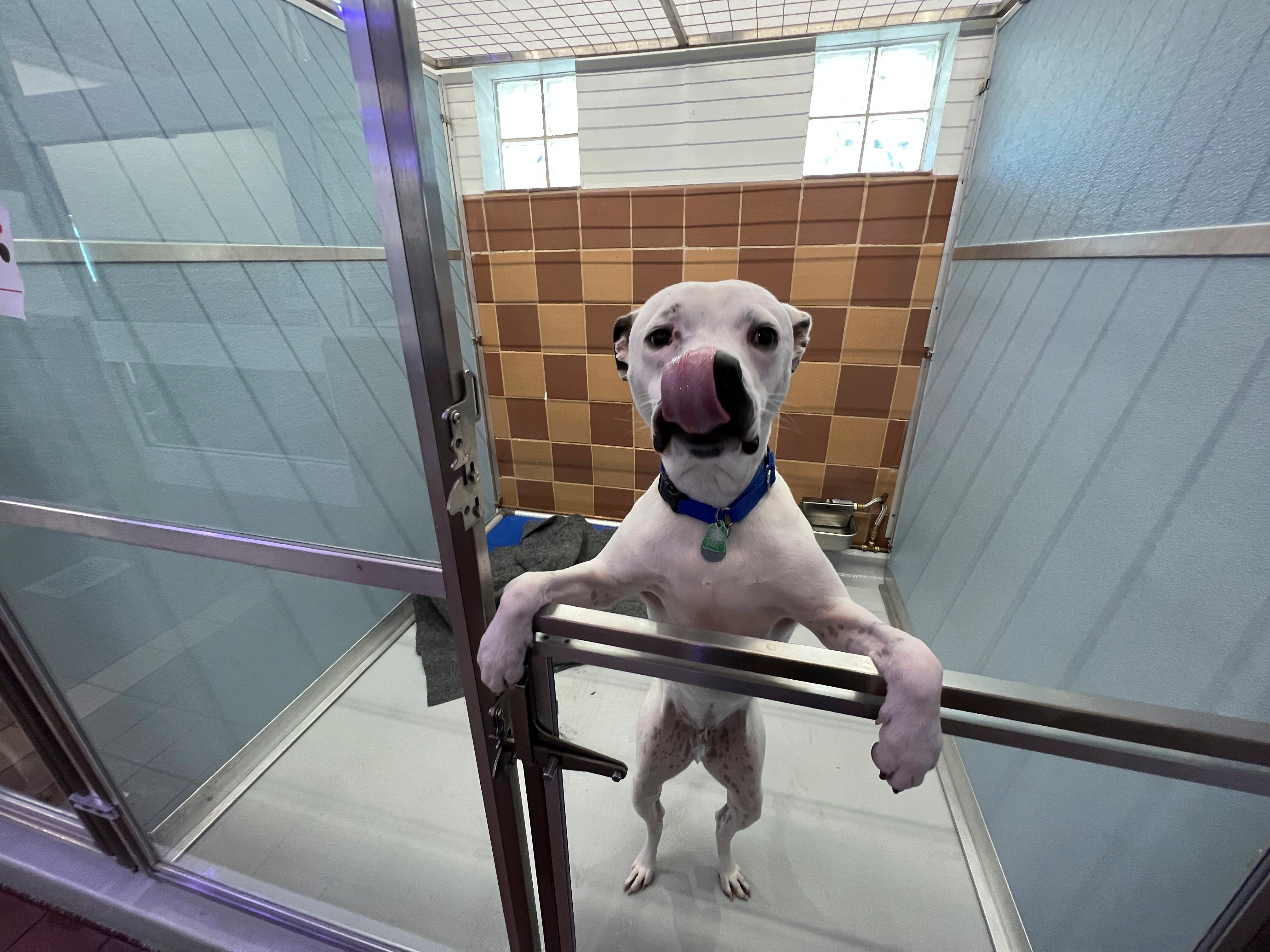 Pets-Holidays-Animals as Gifts