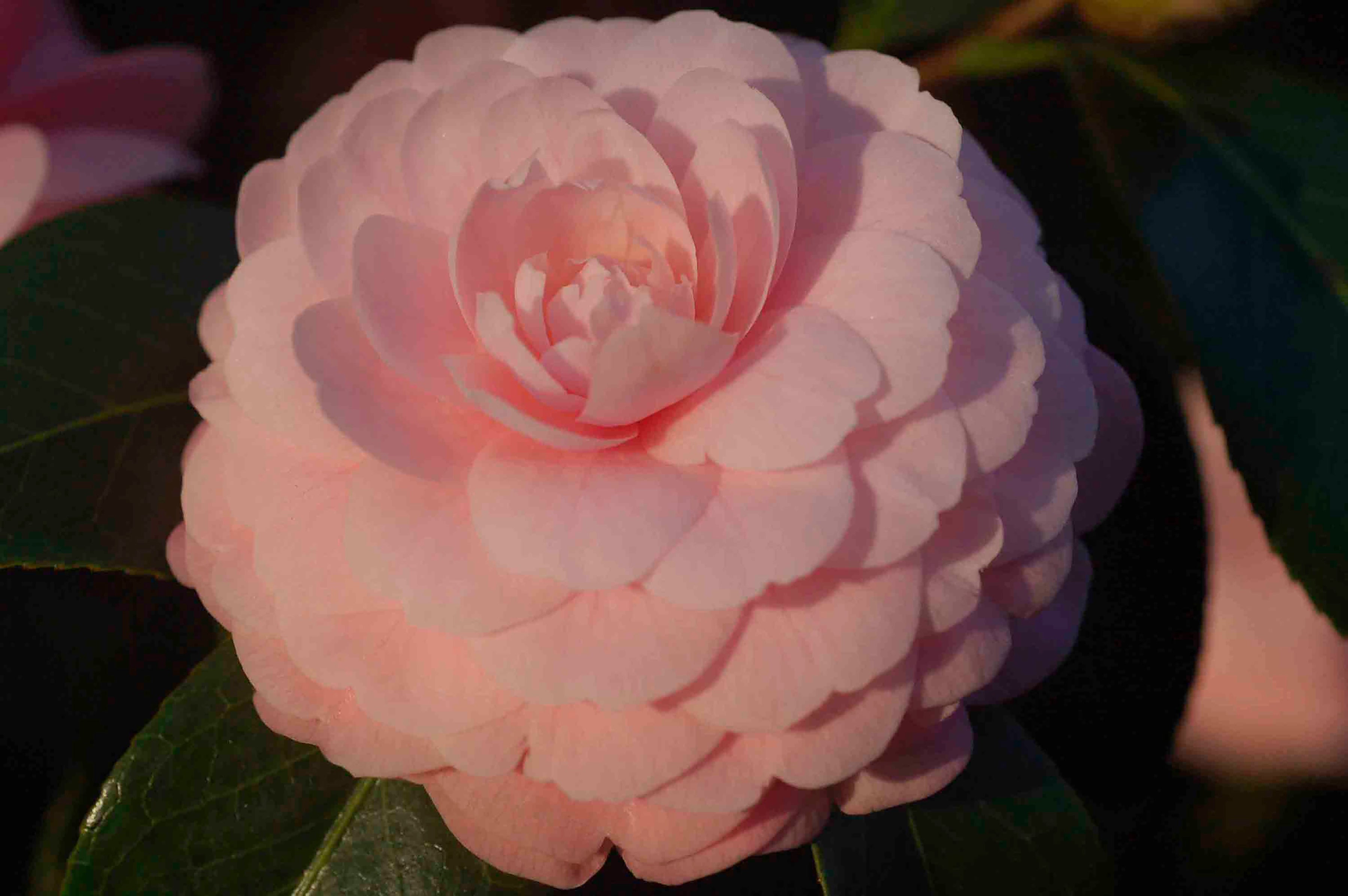 Gardening - Camellias