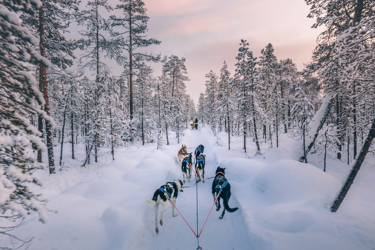 Sledding excursions are available all over Lapland