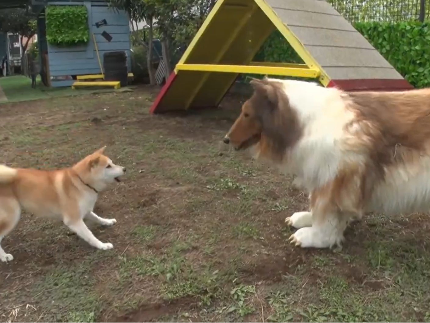 Toco meets a real and slightly startled dog