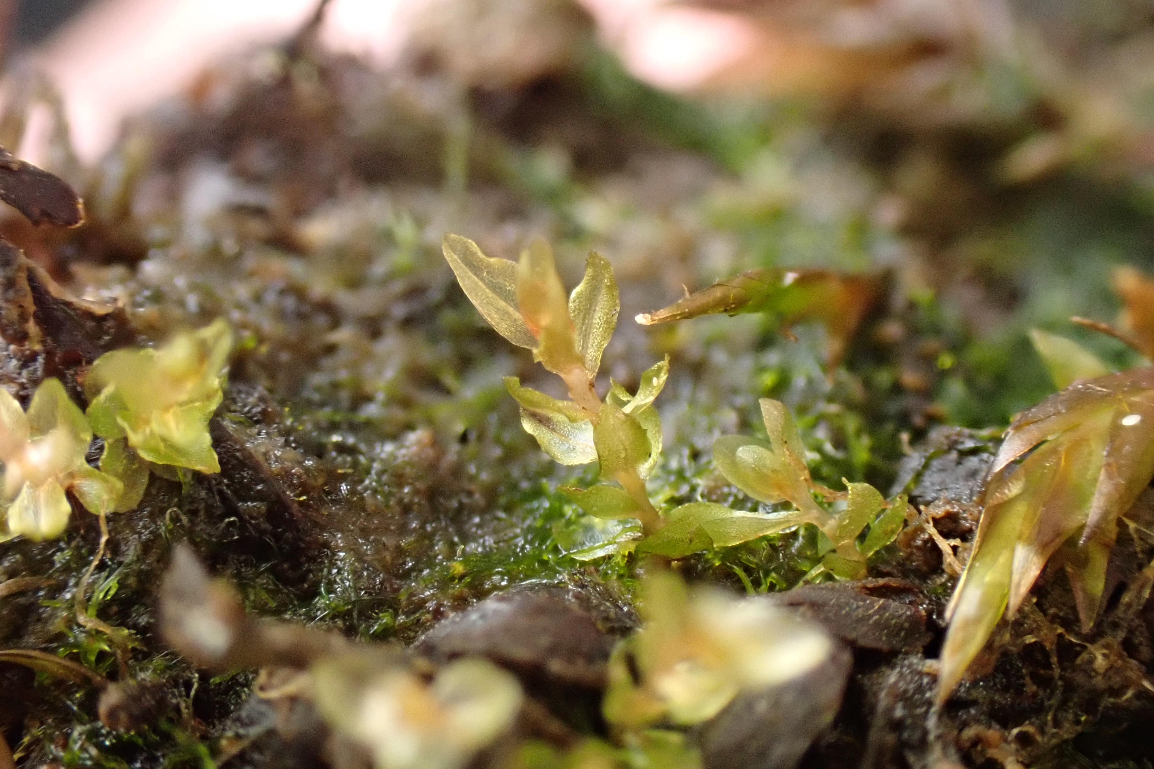 Round-leaved byrum was discovered at Threipmuir Reservoir near Edinburgh (Joan McNaughton/PA)