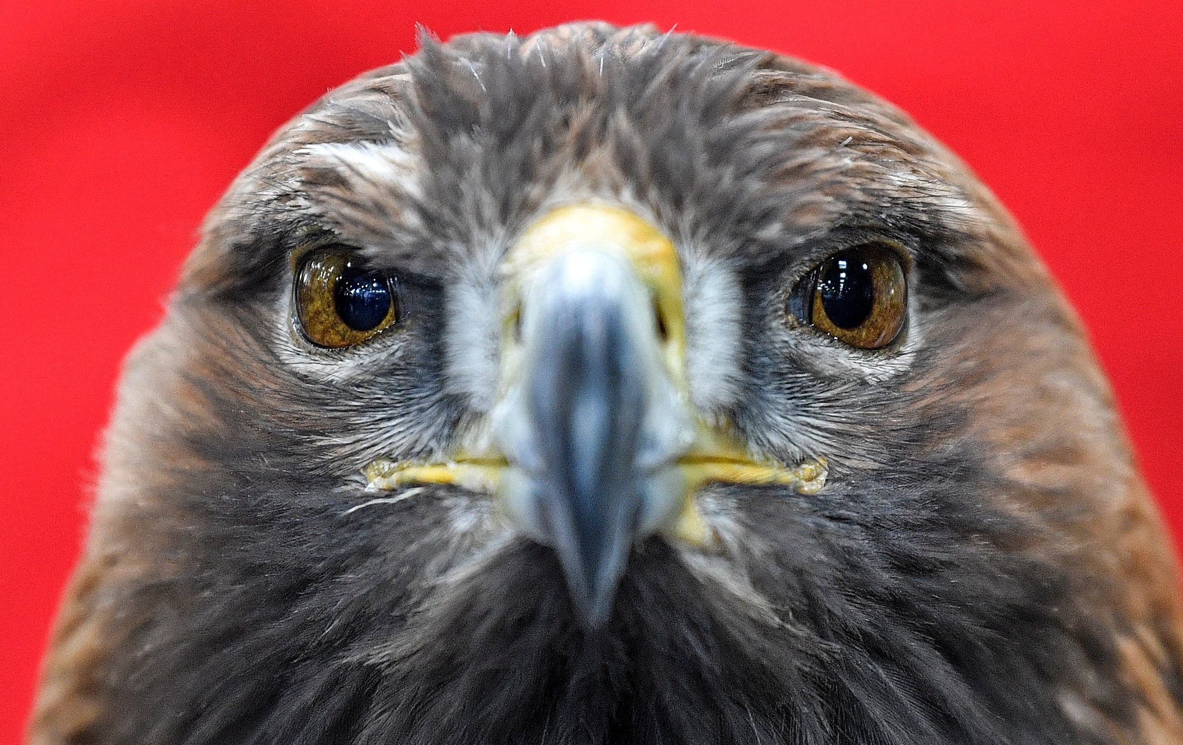 Eagles Killed Black Market