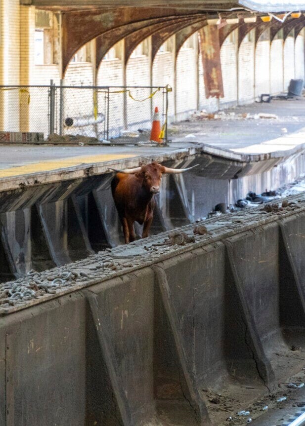 Train Track Bull