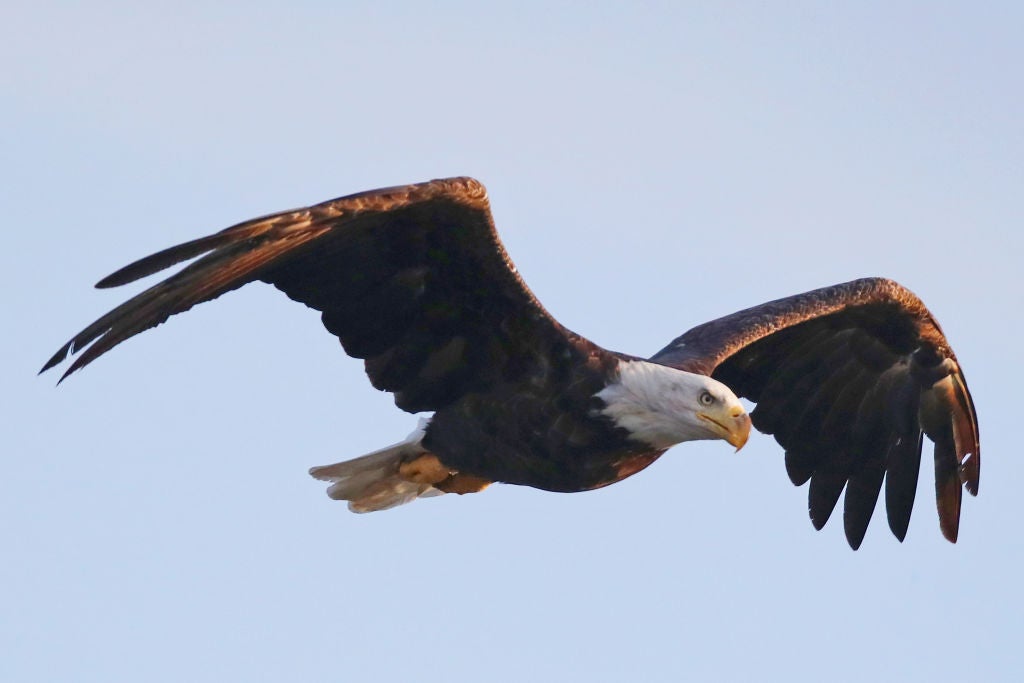 The two men are purported to have killed 3,600 birds