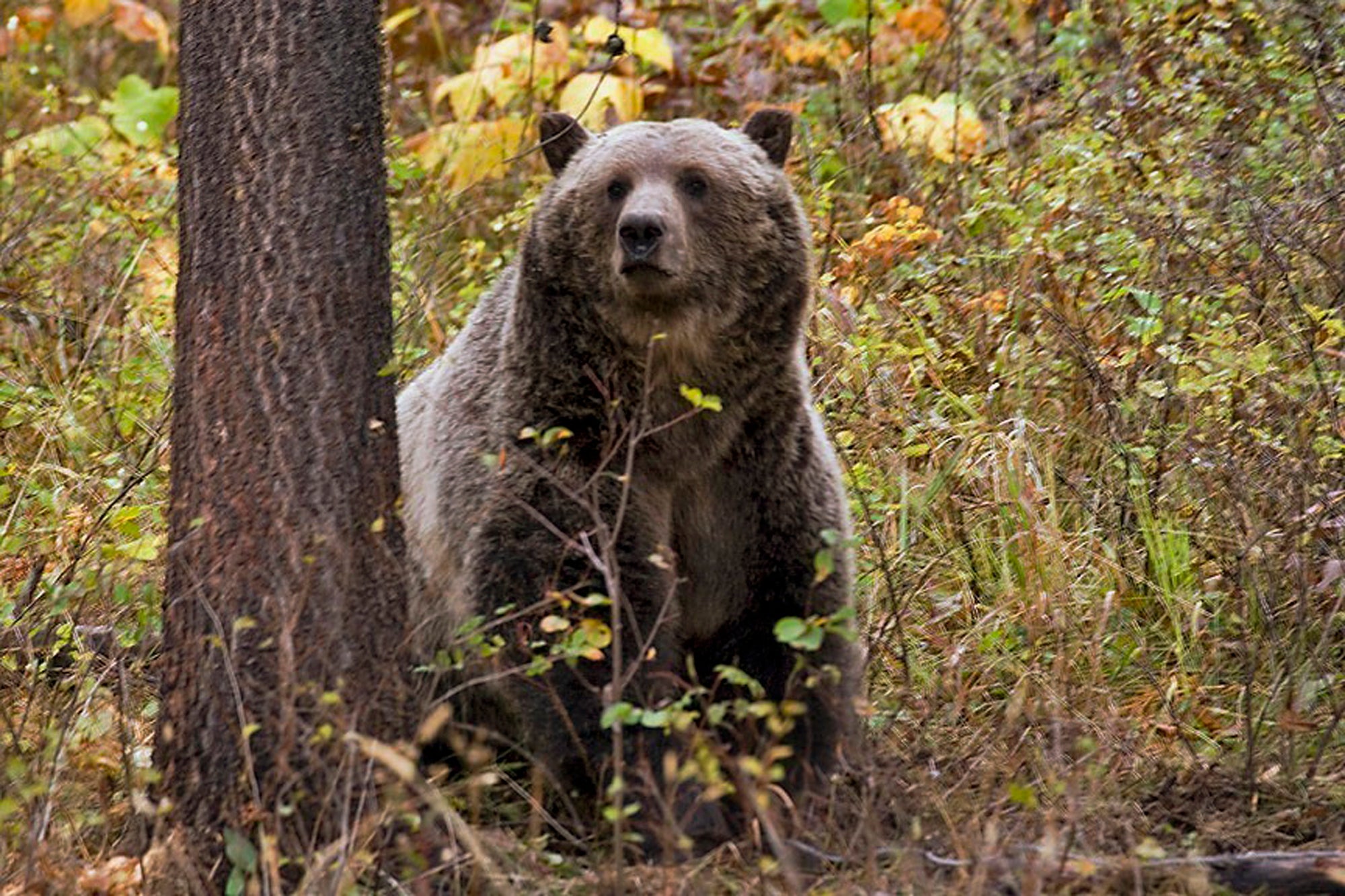 As recently as the early 1990s, bears were responsible for about 50 human-animal conflicts each year, a figure that’s risen to more than 400 in recent years