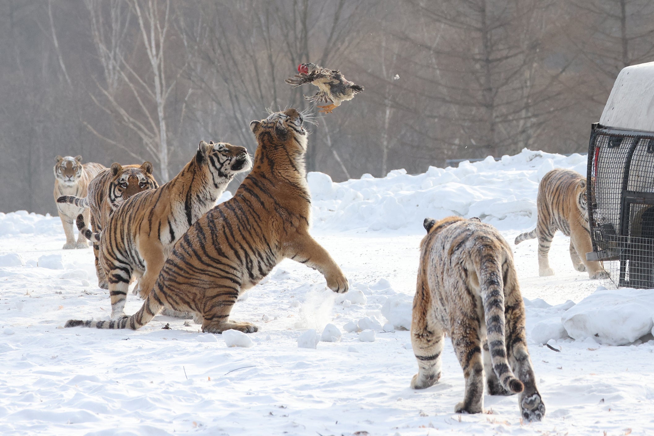 In this photo taken on December 17, 2023, Siberian tigers chase after a live chicken released into their enclosure after a snowfall at the Siberian Tiger Park in Hailin, in China's northeast Heilongjiang province