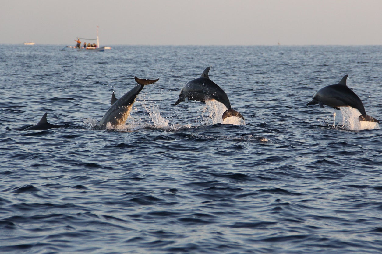 A playground for dolphins, Lovina is a black sand underdog for a Bali beach day