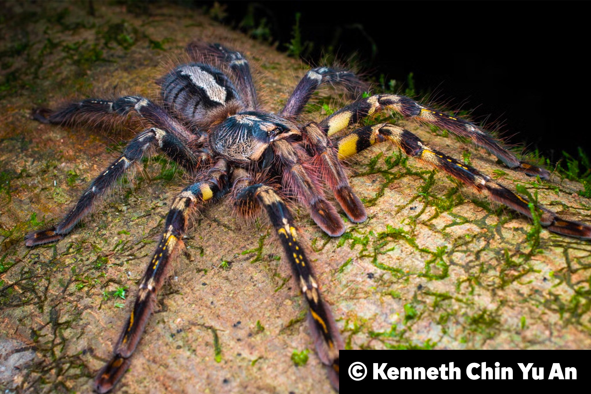 The endangered ornate tiger spider is often available for sale online, a new study finds