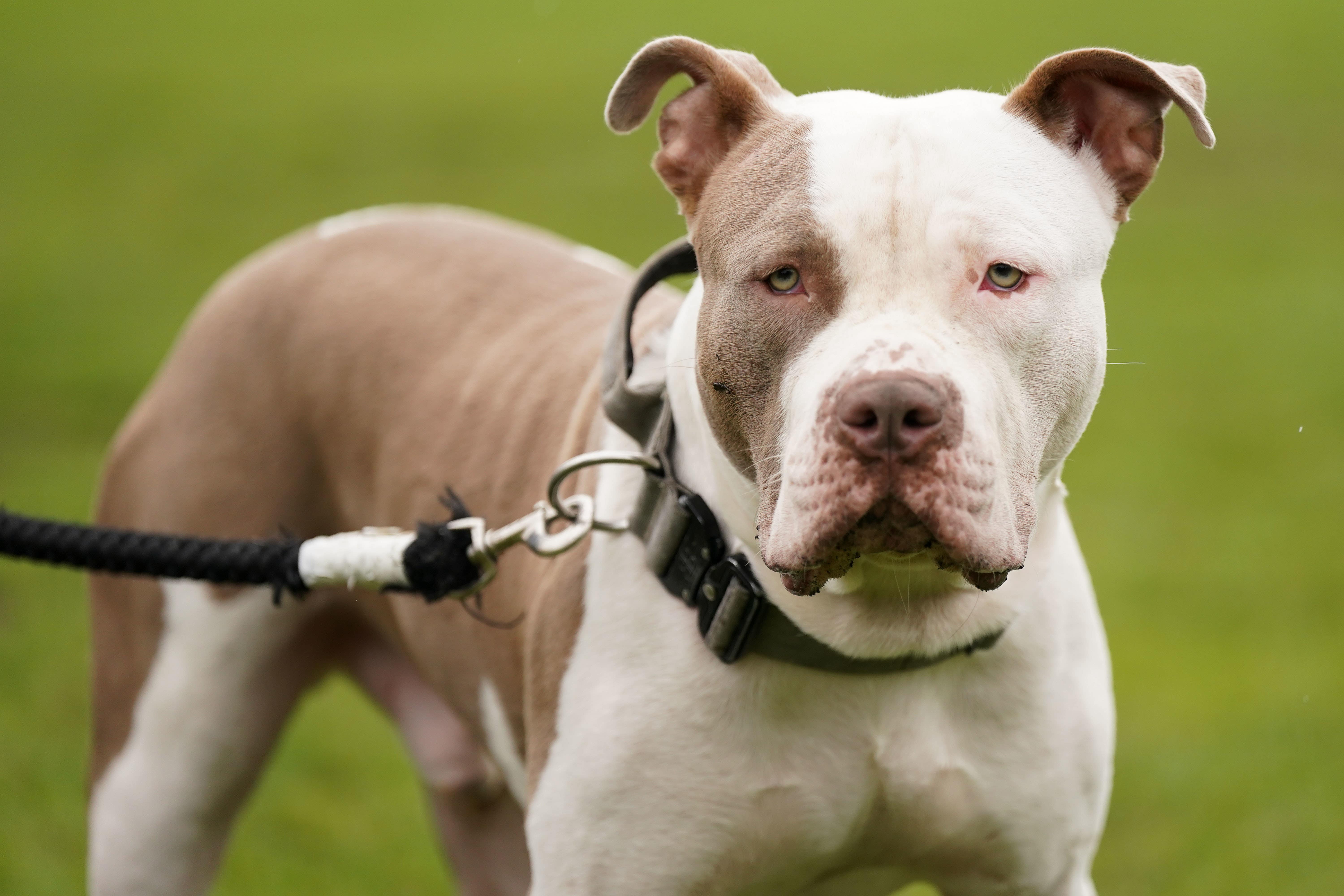 An XL bully dog called Riz, during a protest against the Government’s decision to ban the breed (Jacob King/PA)