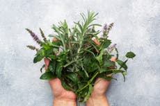 The herb linked to better memory, lower anxiety and protection from Alzheimer’s