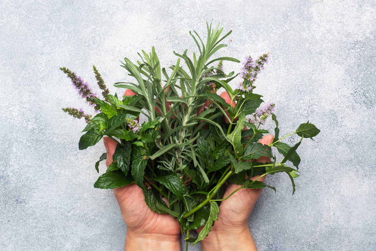 The herb linked to better memory, lower anxiety and protection from Alzheimer’s The herb linked to better memory, lower anxiety and protection from Alzheimer’s