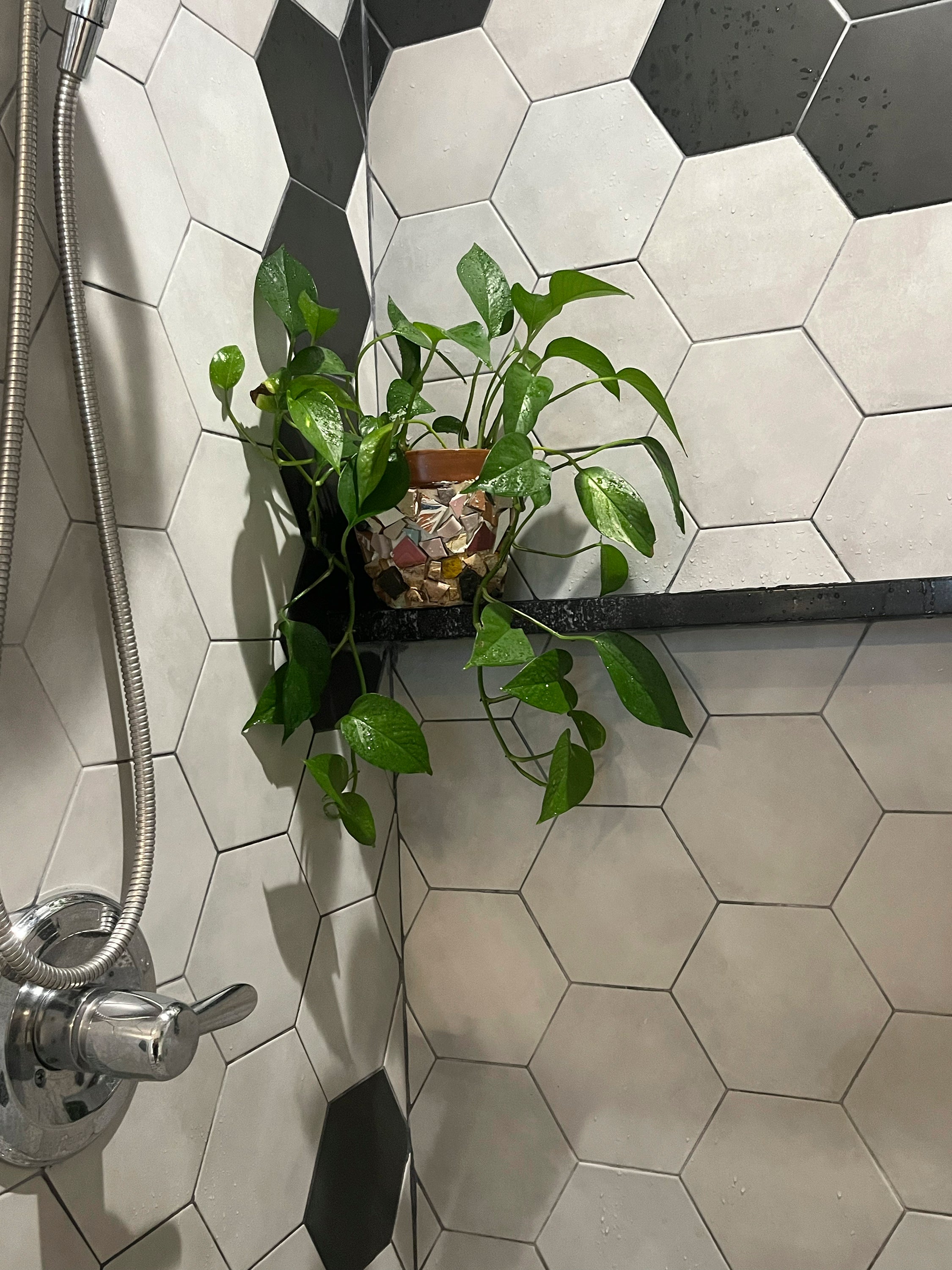 Gardening-Homes-Bathroom Houseplants