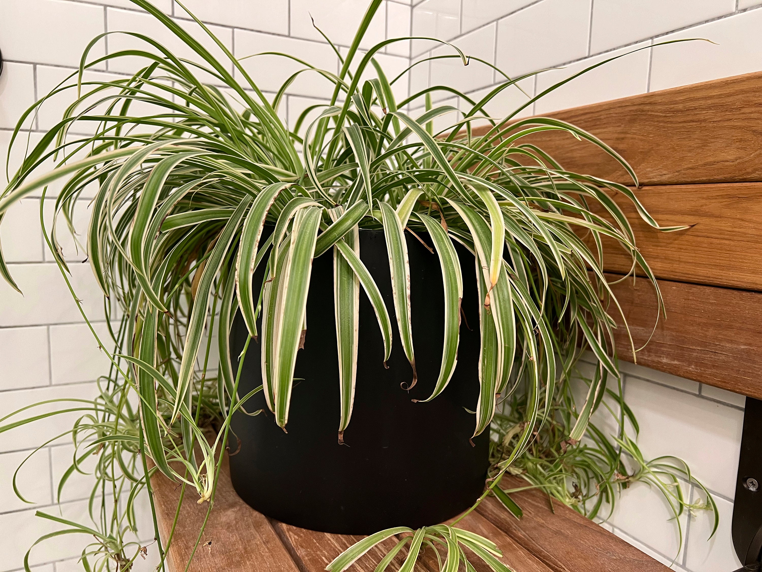 Gardening-Homes-Bathroom Houseplants