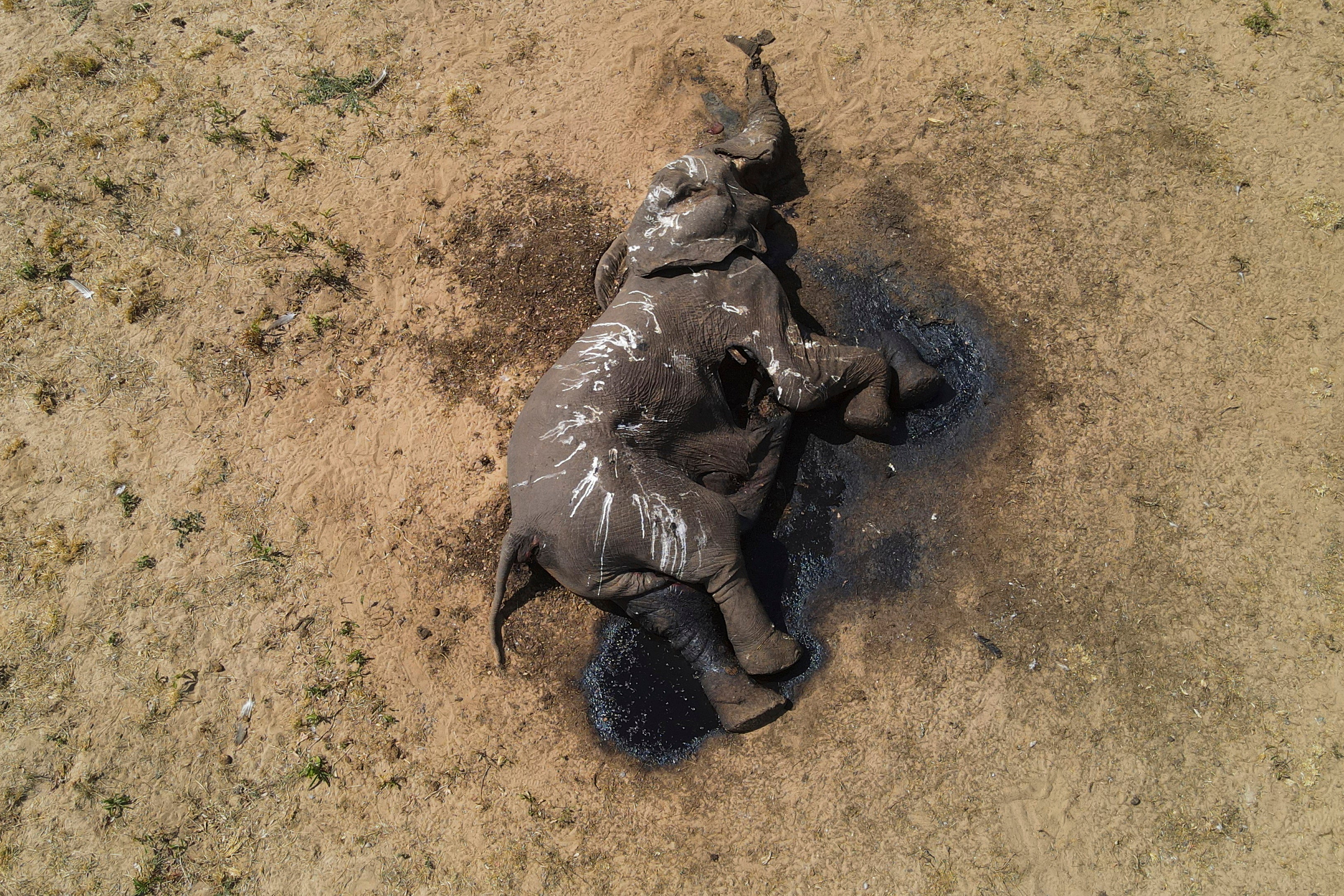 Zimbabwe Dead Elephants